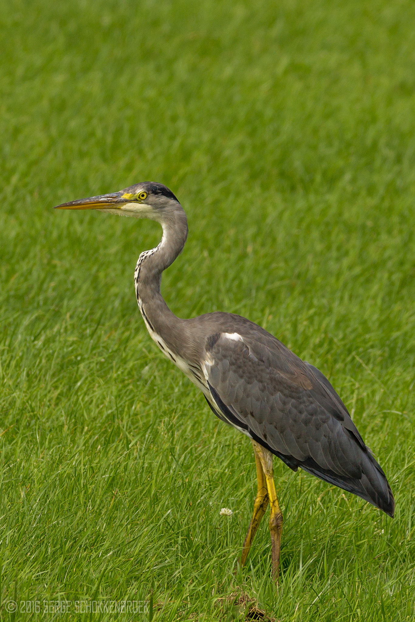 150-600mm F5-6.3 DG OS HSM | Contemporary 015 sample photo. Colorful grey heron photography