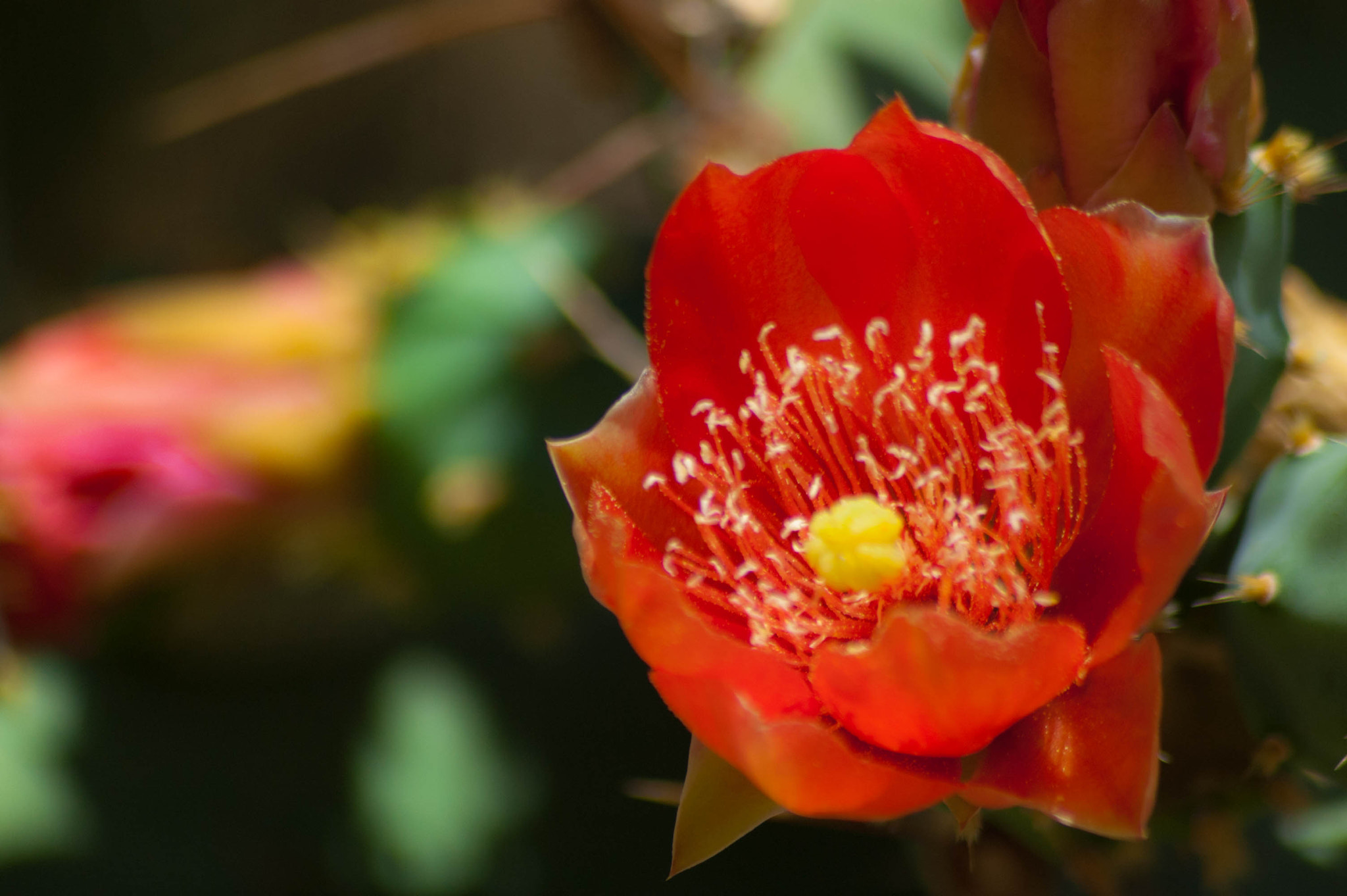 Sigma 70-300mm F4-5.6 APO DG Macro sample photo. Flower photography