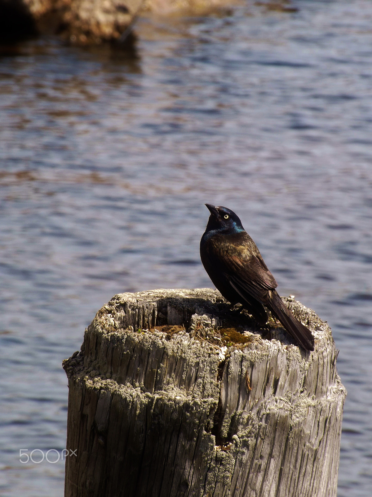 Fujifilm FinePix S4250/Walmart sample photo. Starling photography