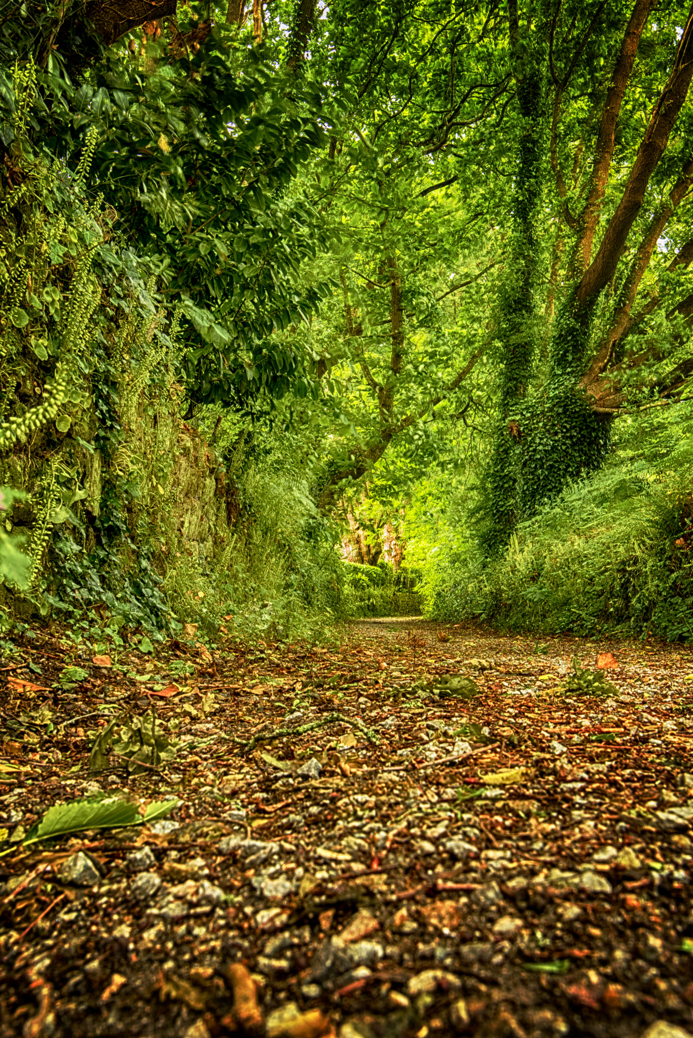 Nikon D610 + Tamron SP AF 17-35mm F2.8-4 Di LD Aspherical (IF) sample photo. Path in the french woods photography
