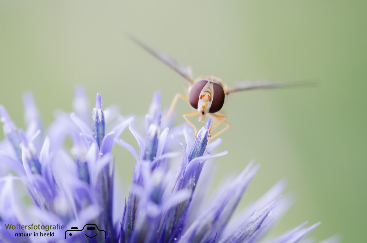 Nikon D7000 + Sigma 105mm F2.8 EX DG Macro sample photo. A hoverfly photography