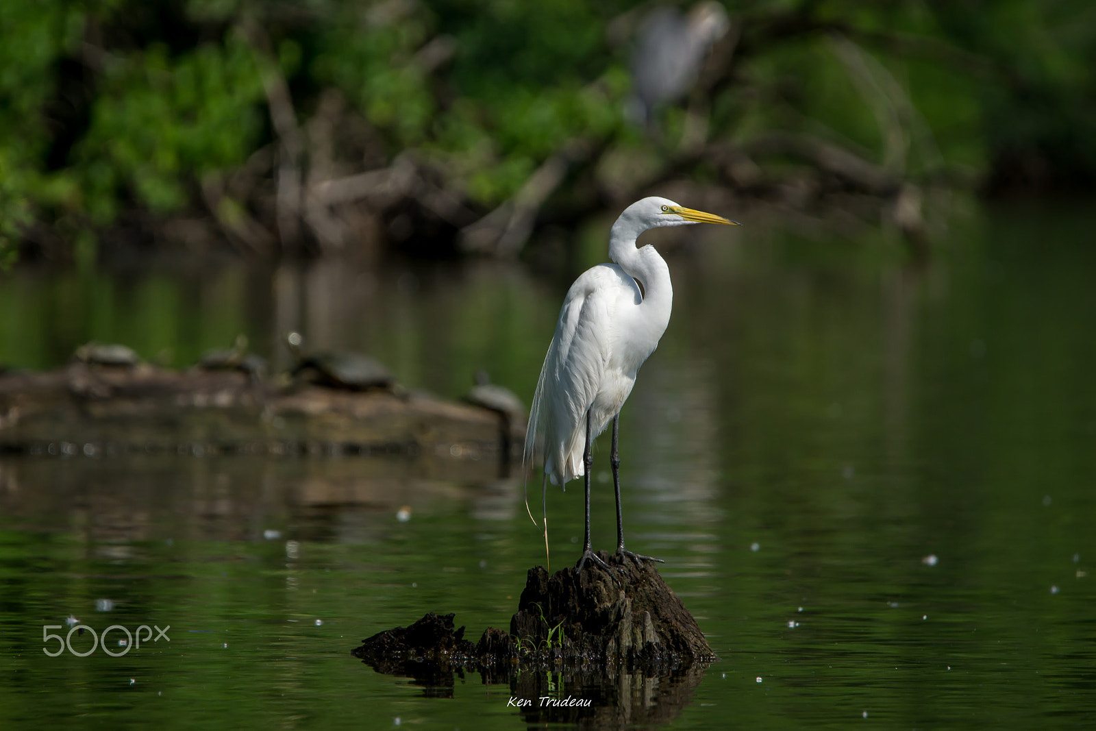 Sony a6000 + Tamron SP 150-600mm F5-6.3 Di VC USD sample photo. Great egret photography