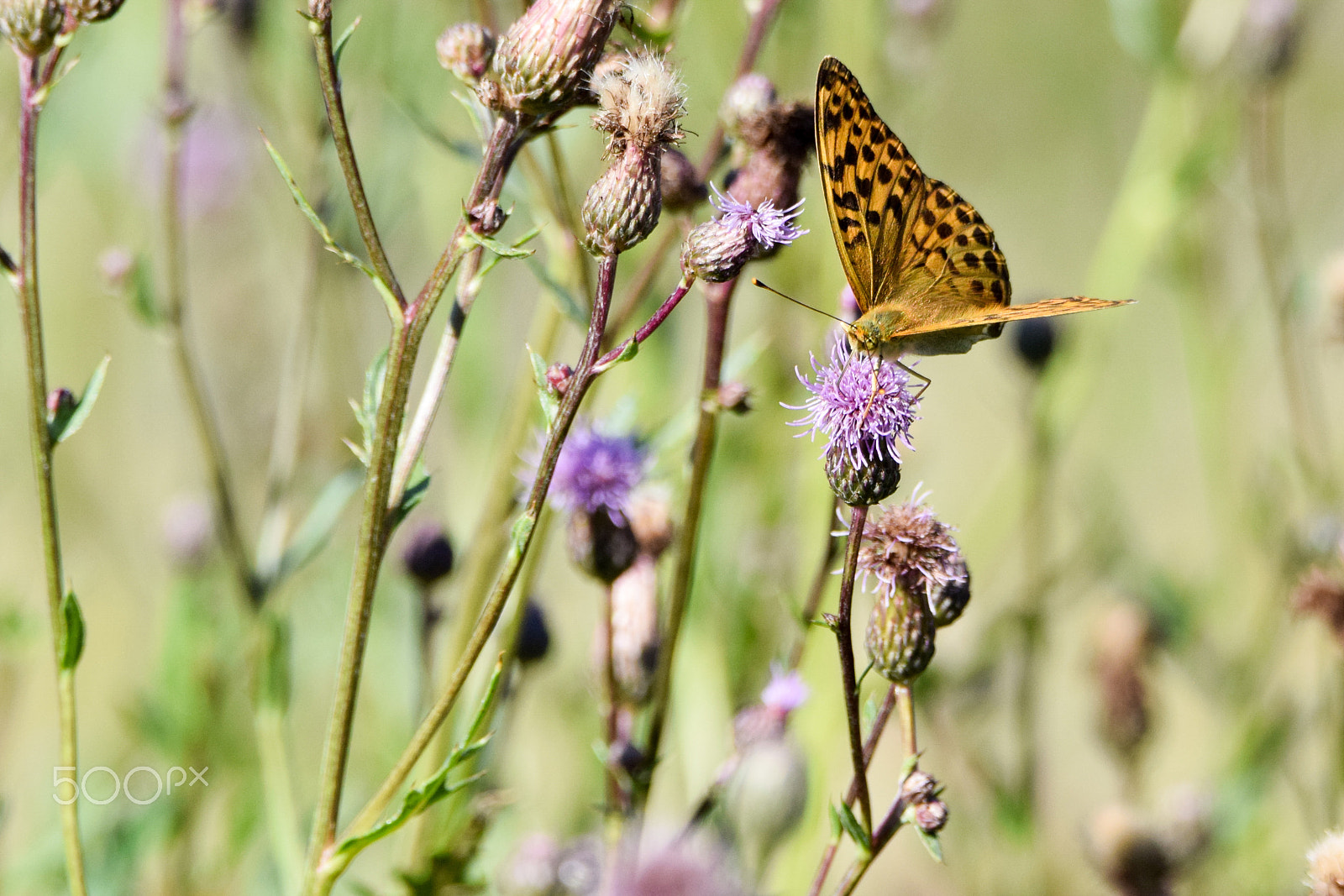 Tamron SP 150-600mm F5-6.3 Di VC USD sample photo. Argynnis paphia (silver-washed fritillary) watching you... photography