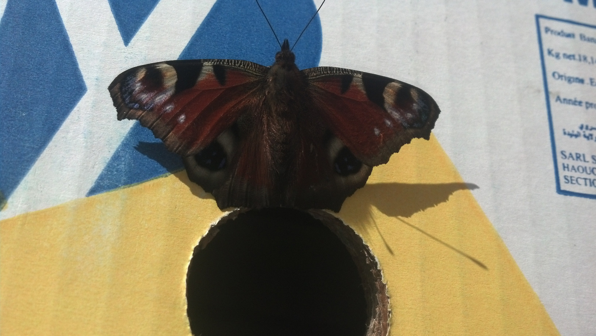 Motorola DROID RAZR sample photo