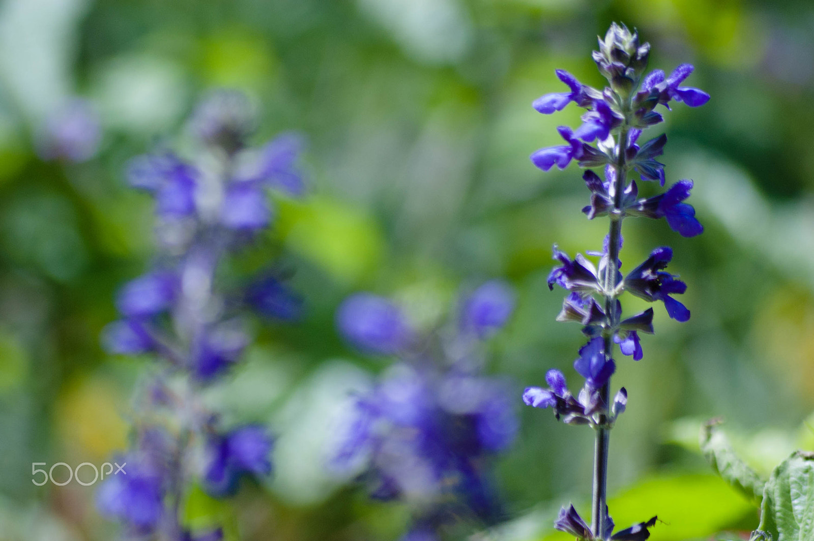 Sigma 70-300mm F4-5.6 APO DG Macro sample photo. Lavanda photography