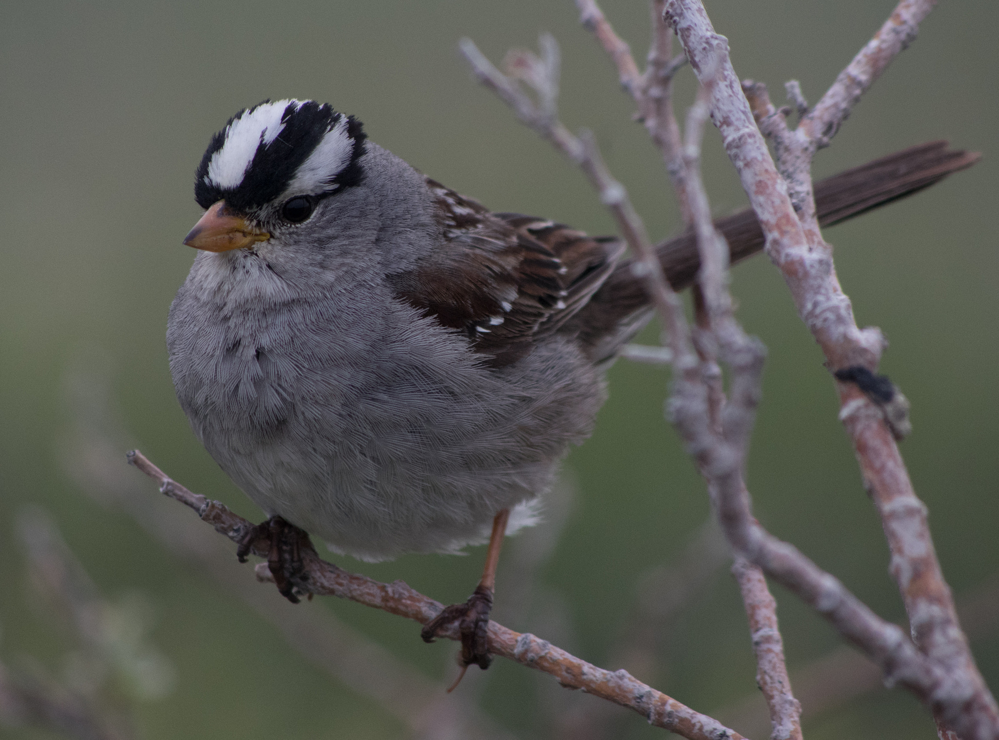 smc PENTAX-DA L 55-300mm F4-5.8 ED sample photo. White crowned sparrow photography