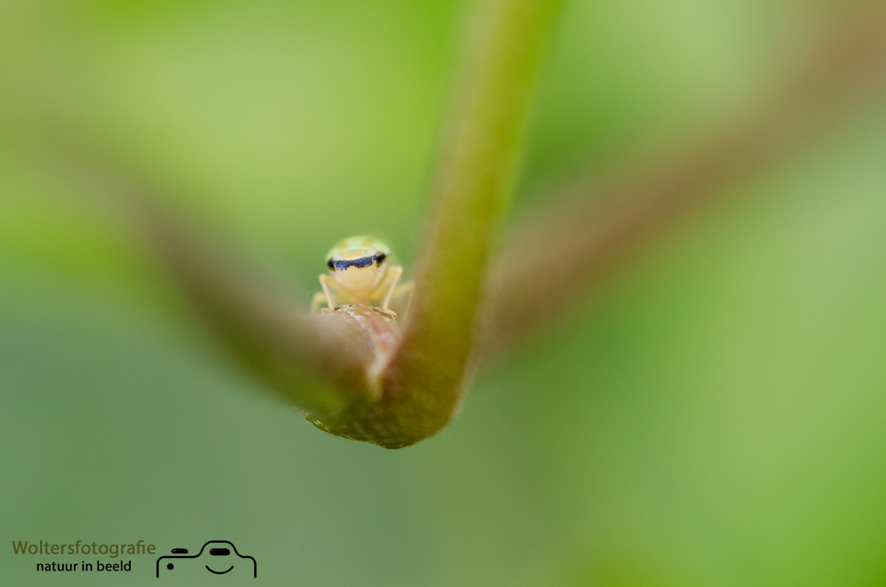 Nikon D7000 + Sigma 105mm F2.8 EX DG Macro sample photo. Rhododendroncicade photography