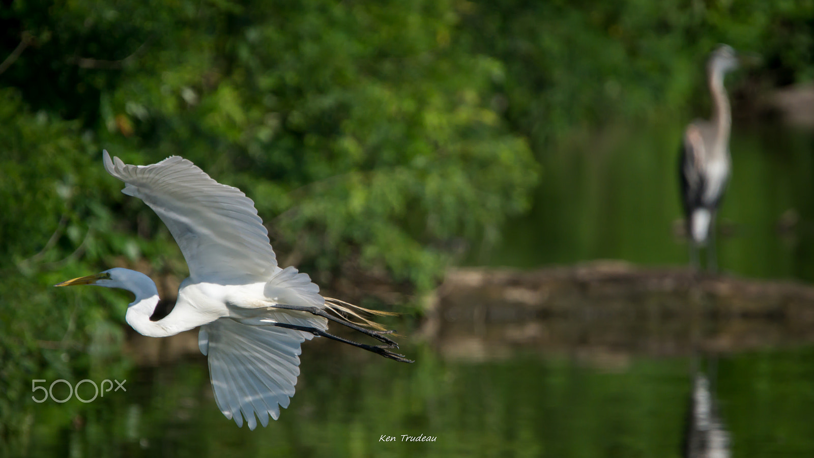 Sony a6000 + Tamron SP 150-600mm F5-6.3 Di VC USD sample photo. Flight of the egret photography