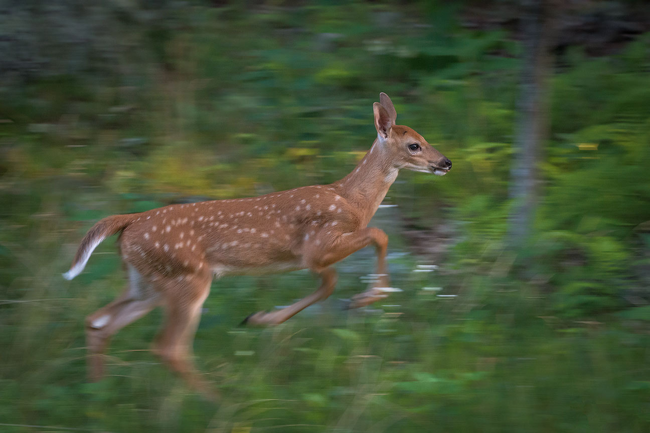 Nikon AF-S Nikkor 200-500mm F5.6E ED VR sample photo. First run photography