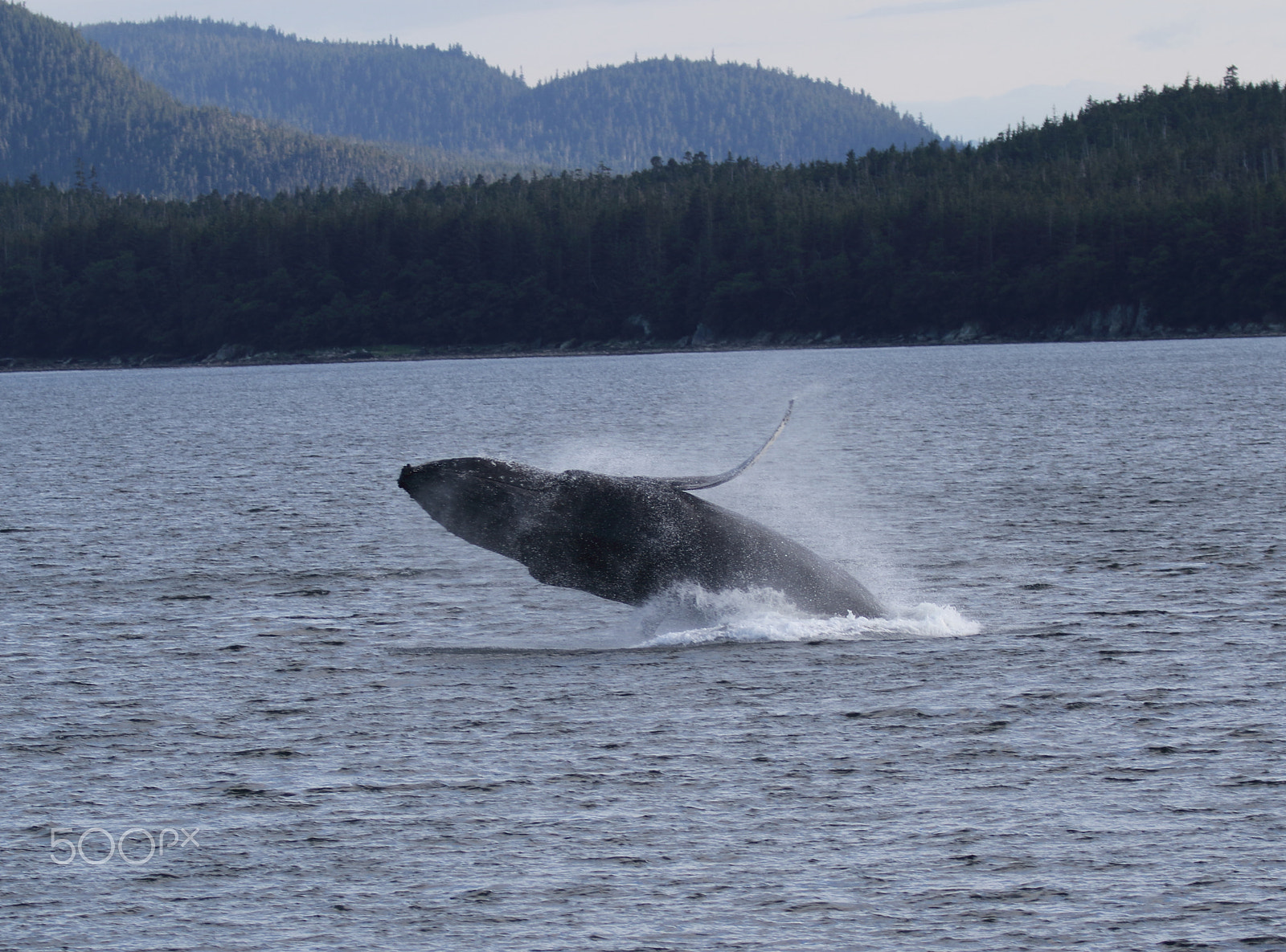 Canon EOS 7D Mark II + Canon EF 70-200mm F2.8L IS II USM sample photo. Breaching humpback whale photography
