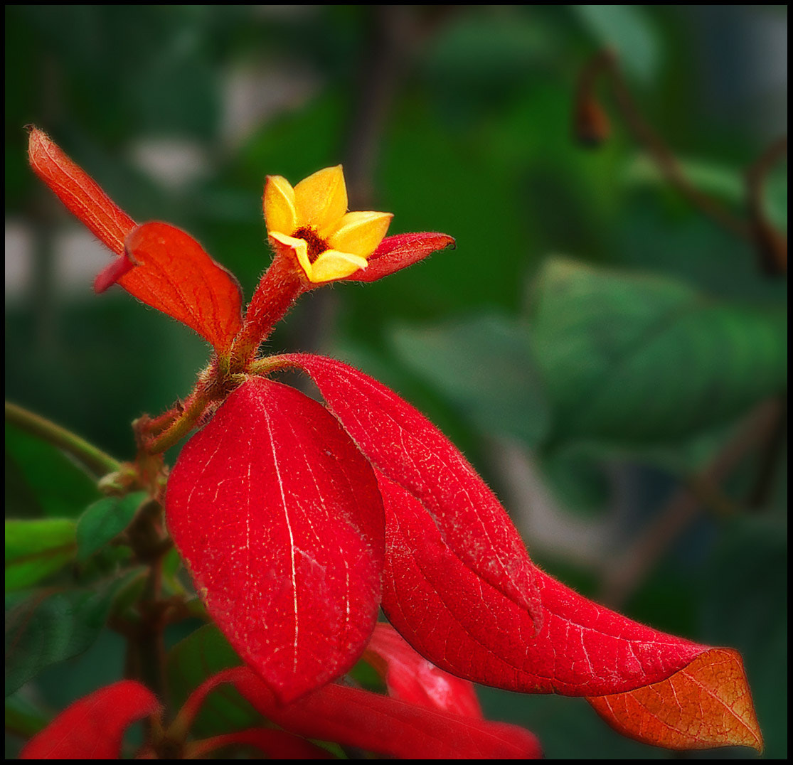 0mm F0 SAM sample photo. Narrow focus photography