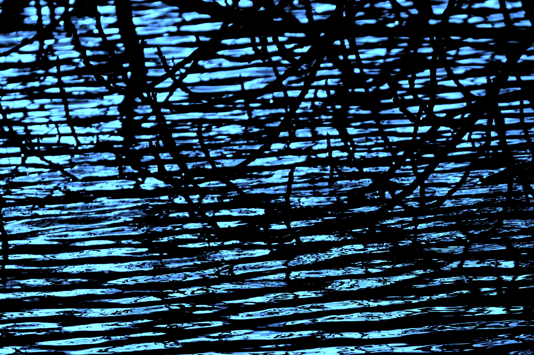 Canon EOS 450D (EOS Rebel XSi / EOS Kiss X2) sample photo. Branches on the water photography