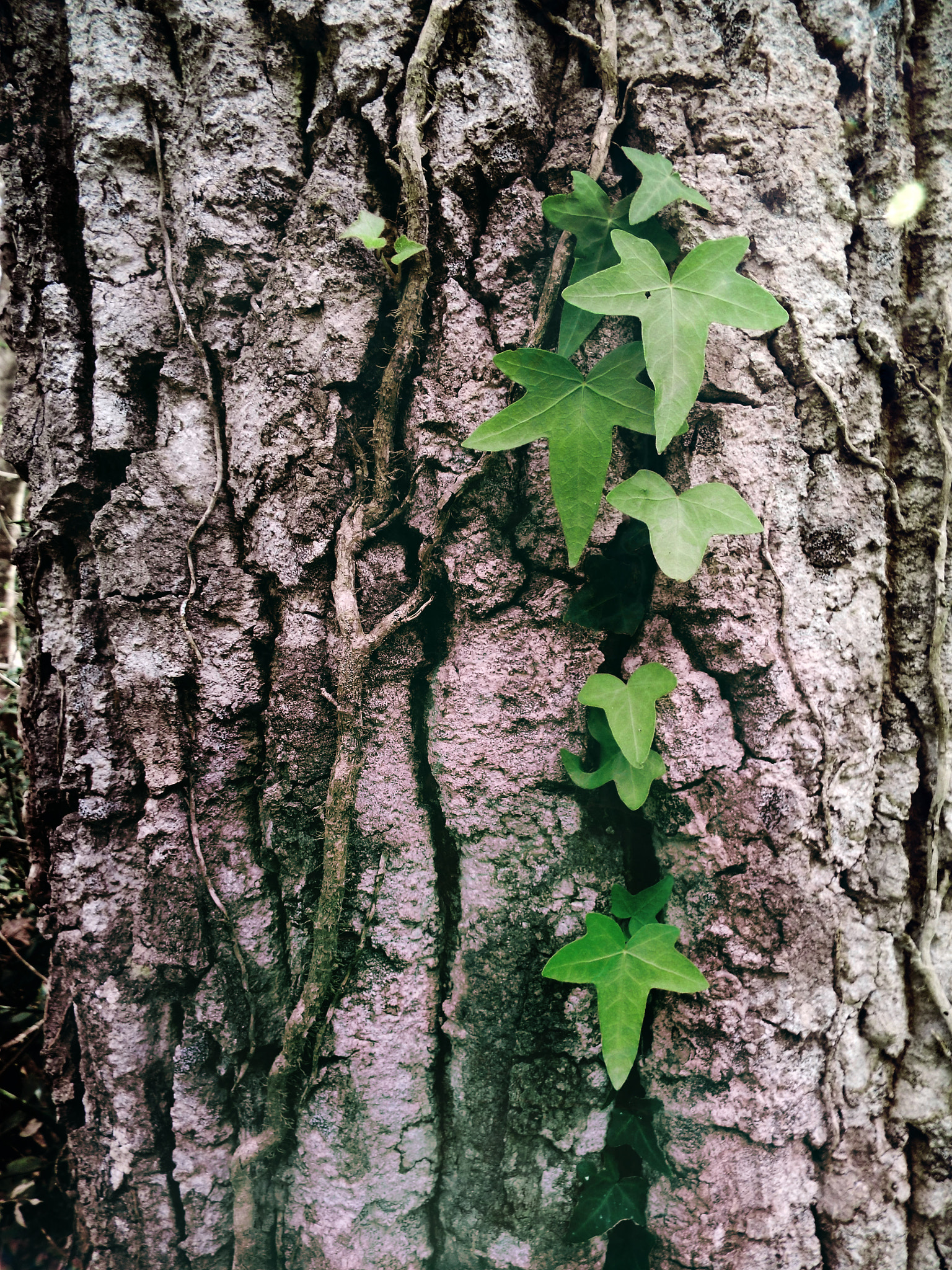 Fujifilm FinePix S8500 sample photo. Little leaves photography