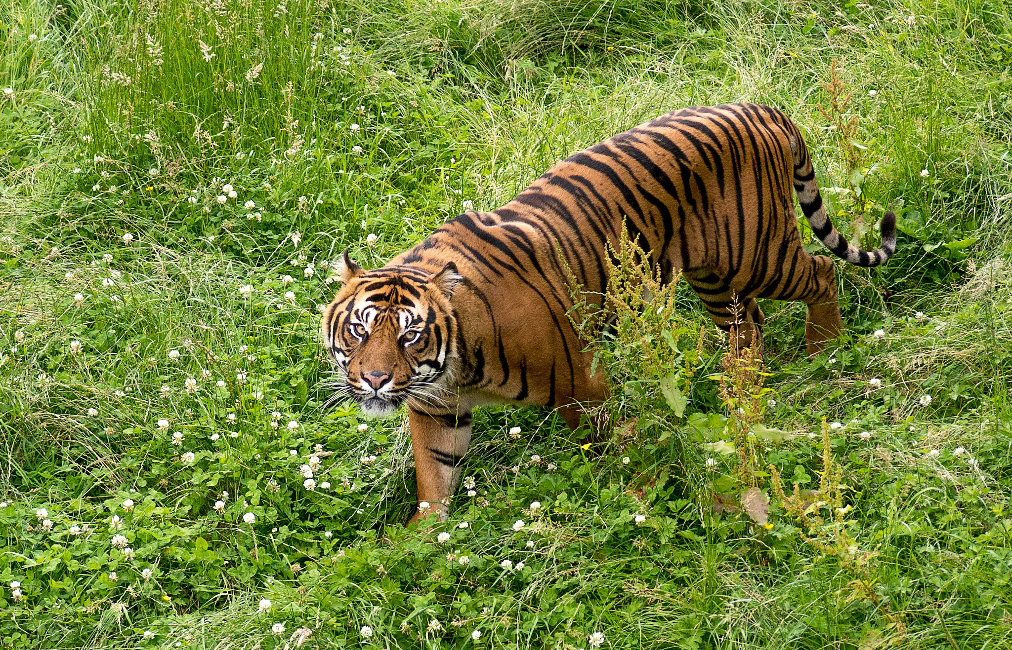 Panasonic Lumix G Vario 45-200mm F4-5.6 OIS sample photo. Crop photography