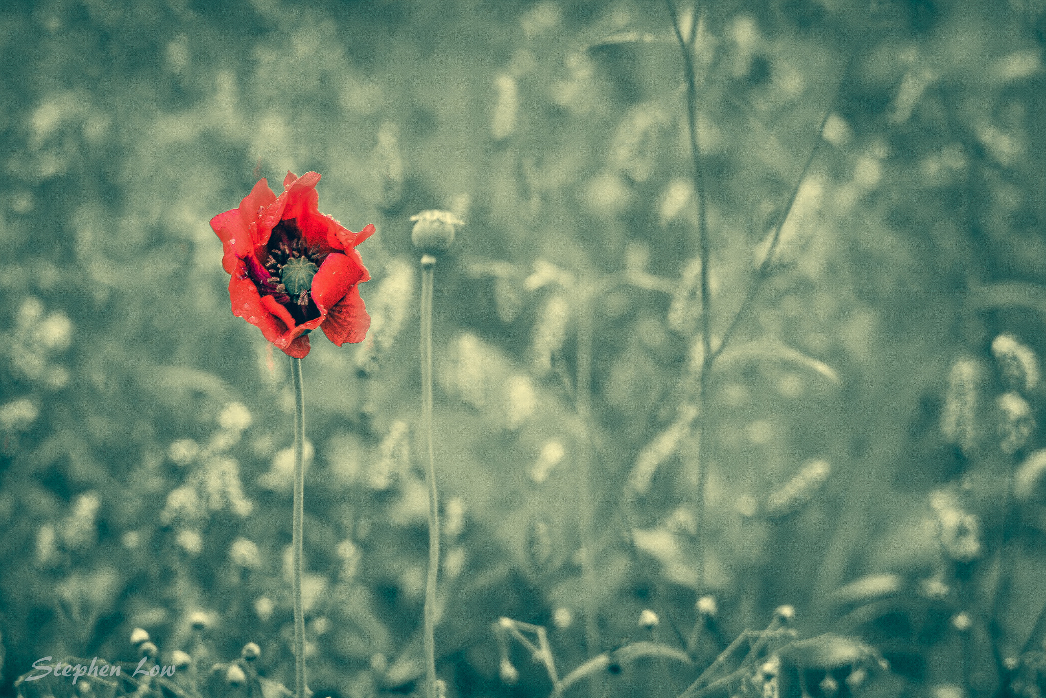 Nikon D7100 + Sigma 50-500mm F4-6.3 EX APO RF HSM sample photo. Lone poppy photography