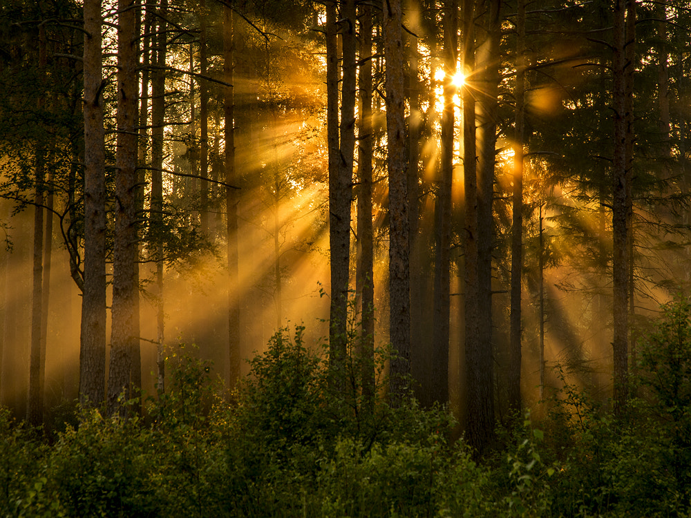 Sony ILCA-77M2 + Sigma 18-200mm F3.5-6.3 DC sample photo. Morning rays photography