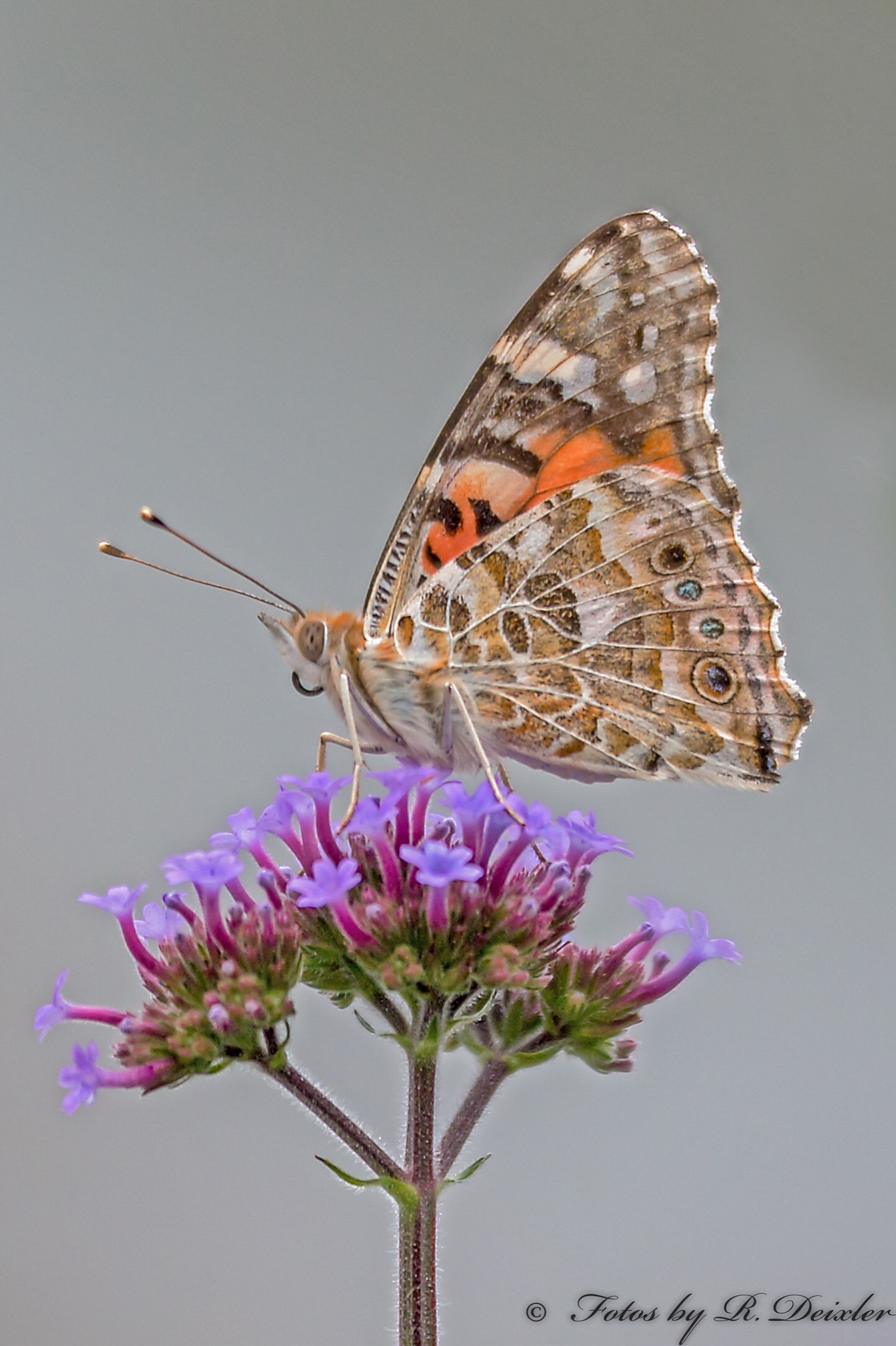 Sigma 150mm f/2.8 EX DG OS HSM APO Macro sample photo. Admiral 3 photography