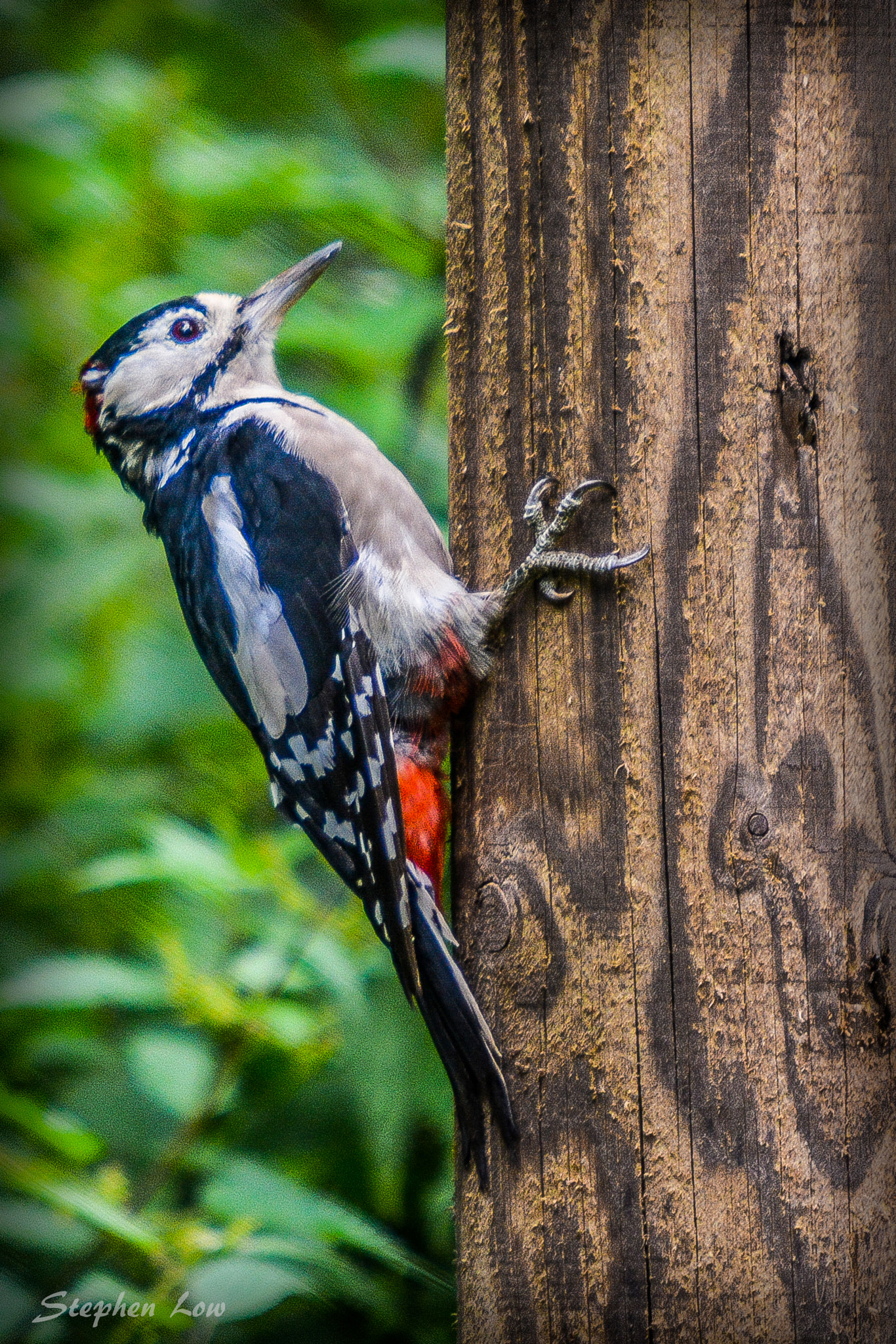 Sigma 50-500mm F4-6.3 EX APO RF HSM sample photo. Greater spotted woodpecker photography