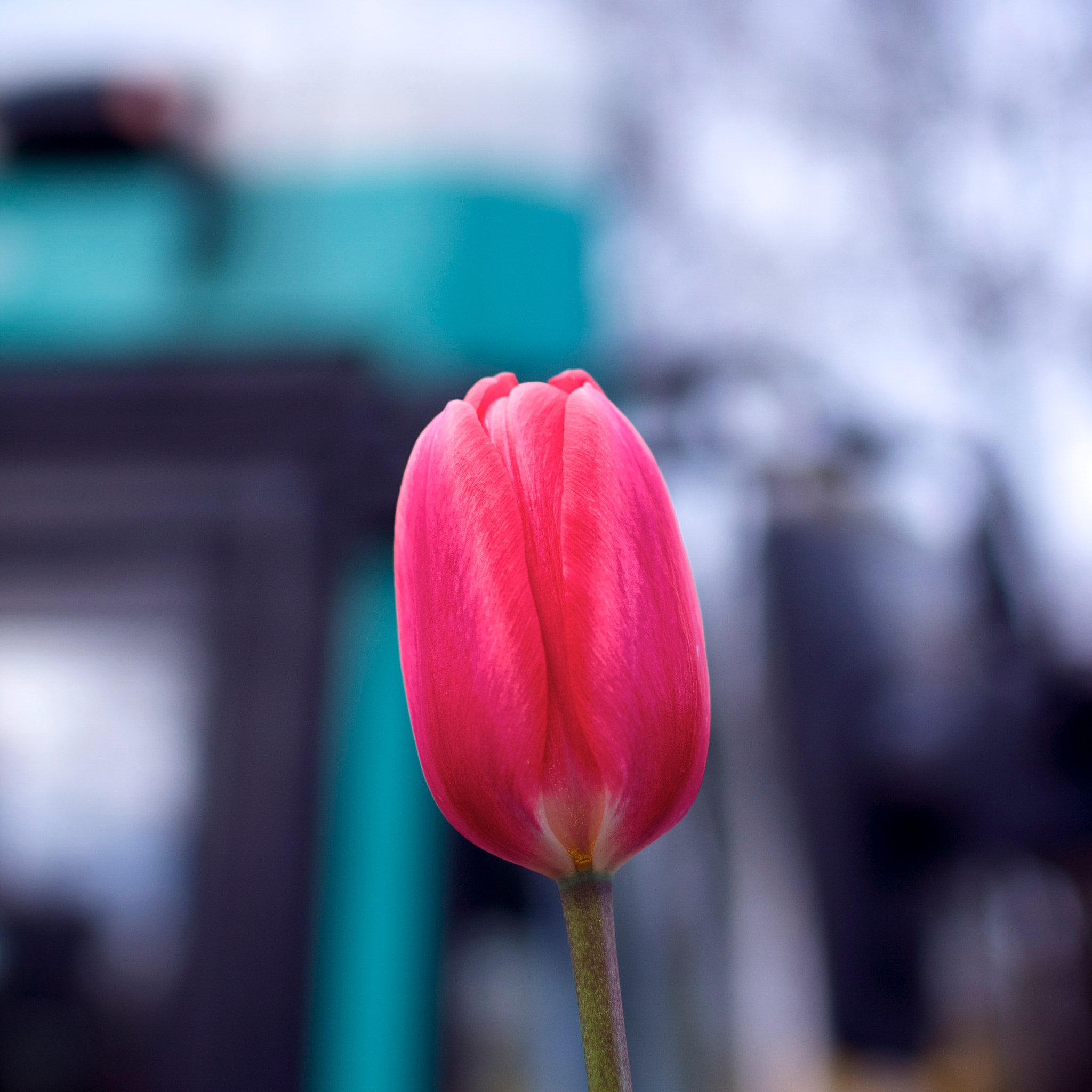 Canon EOS 7D + Canon EF 35mm F1.4L USM sample photo. Tulip (2090) photography