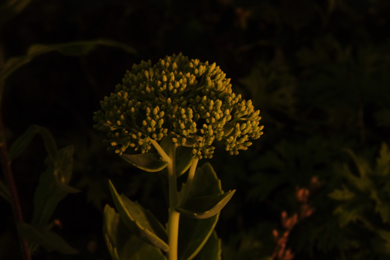 Canon EF-S 17-85mm F4-5.6 IS USM sample photo