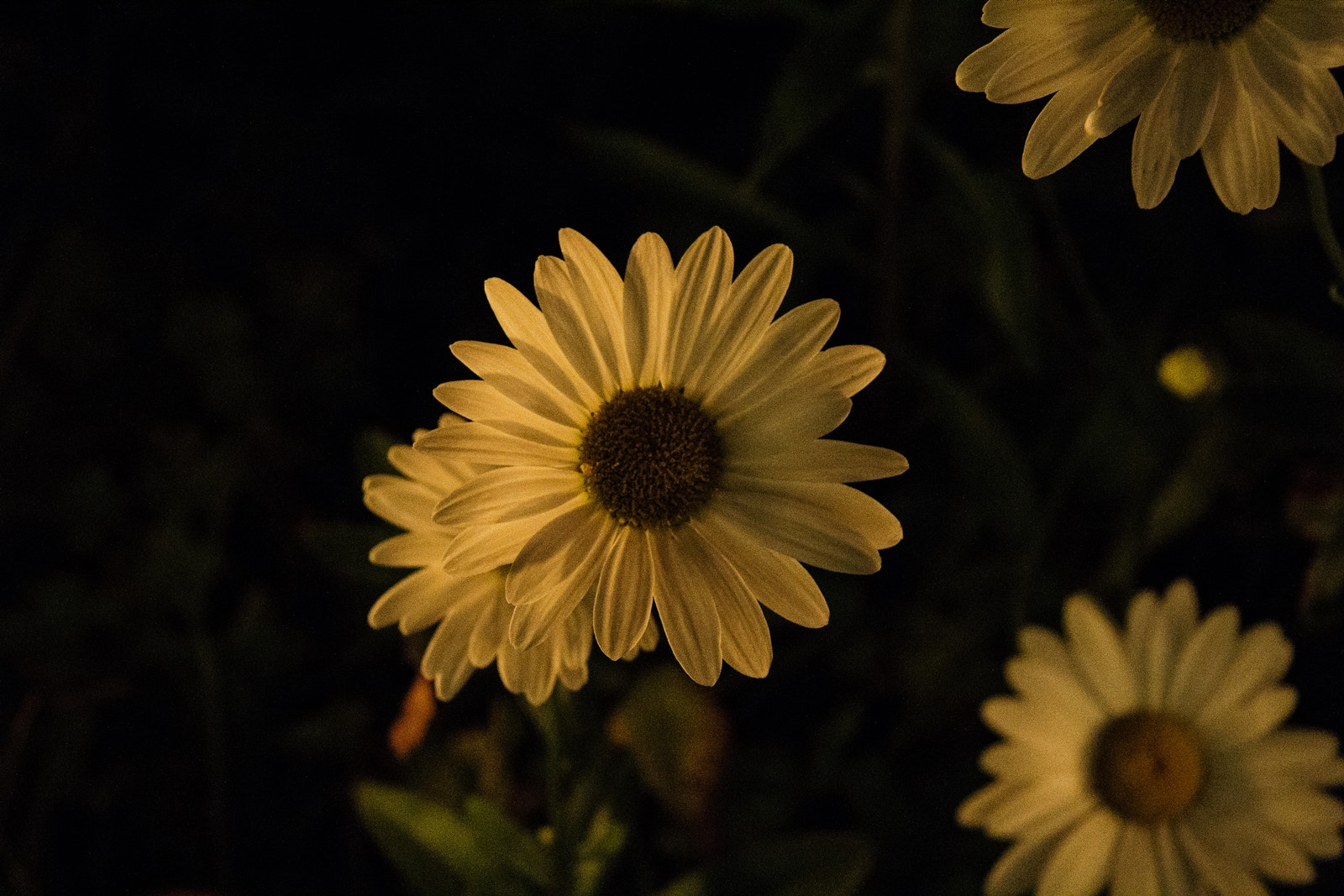 Canon EF-S 17-85mm F4-5.6 IS USM sample photo