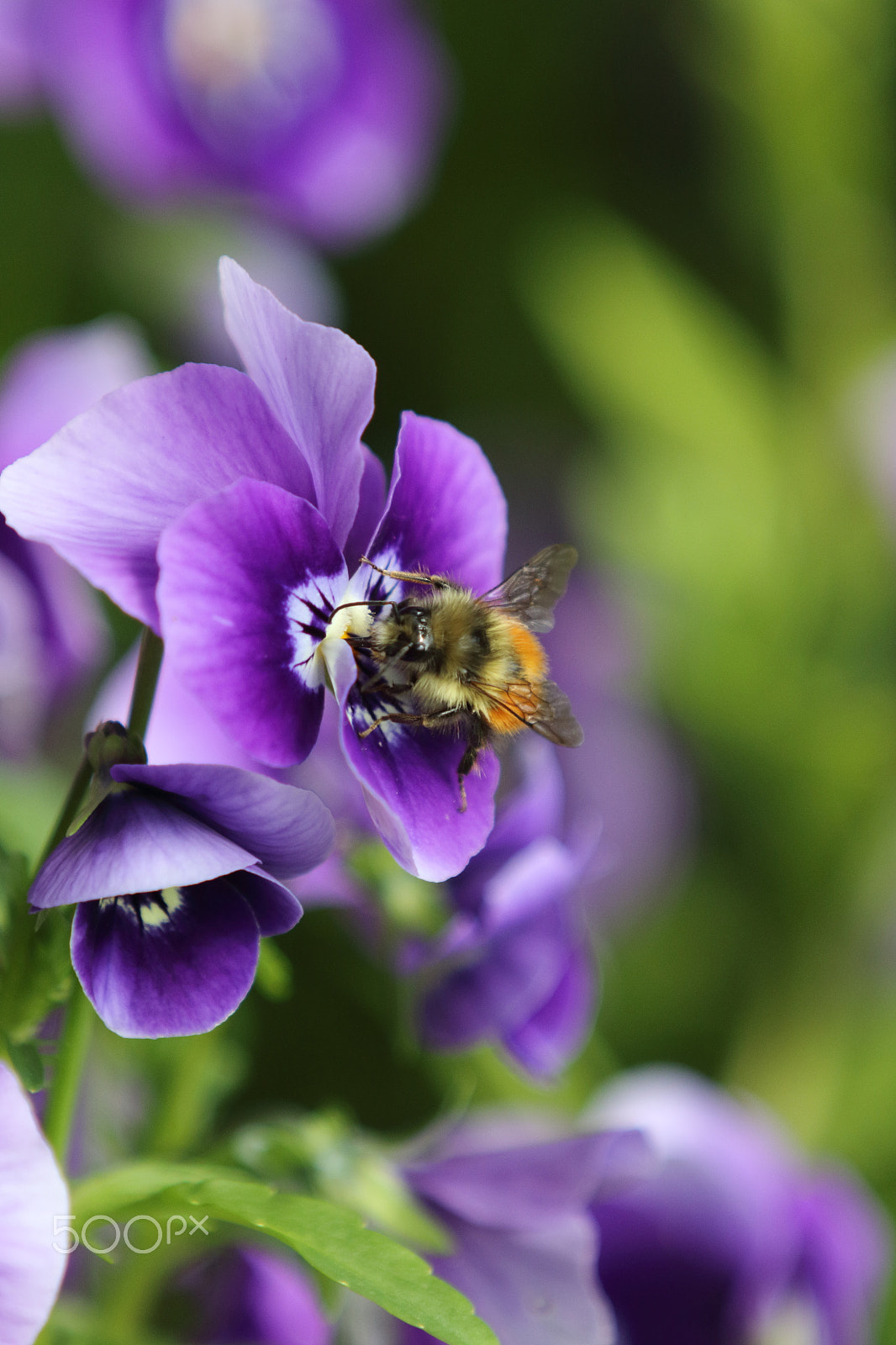 Canon EF 70-200mm F2.8L IS II USM sample photo. Bee in a fur coat photography