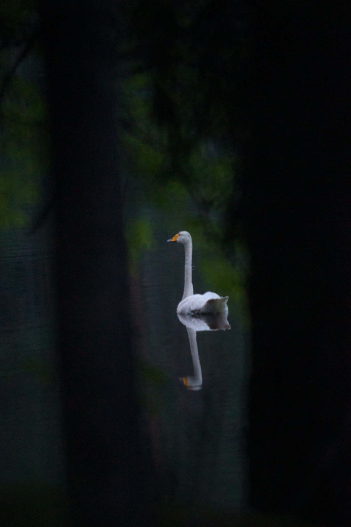 Sony Alpha DSLR-A900 + Sony 500mm F8 Reflex sample photo. Swan photography