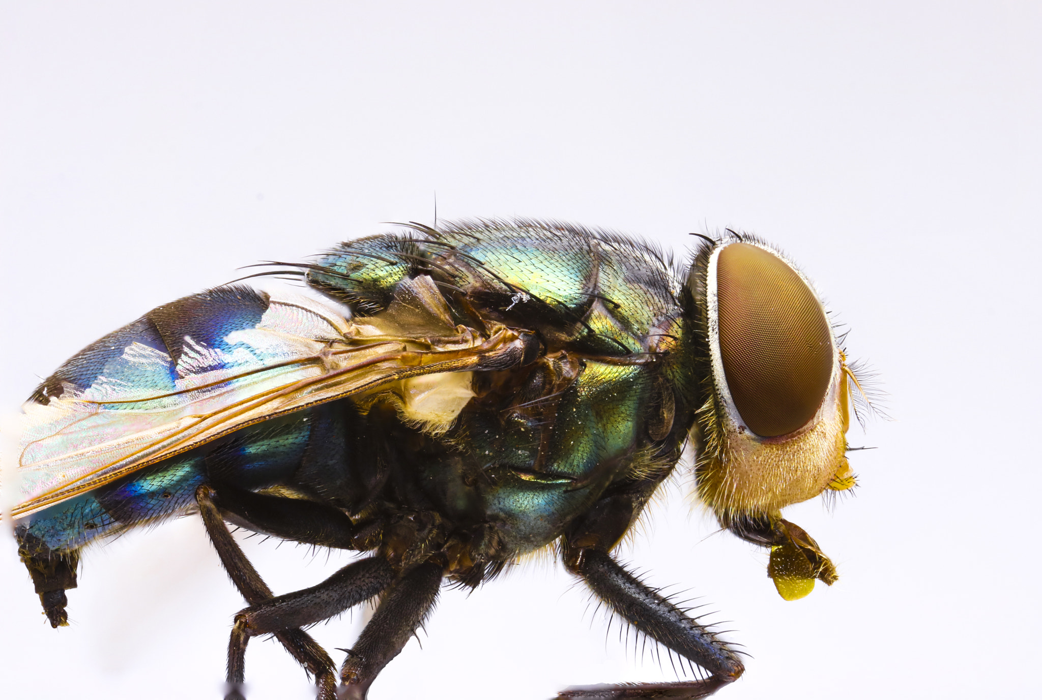 Canon MP-E 65mm F2.5 1-5x Macro Photo sample photo. Fly photography
