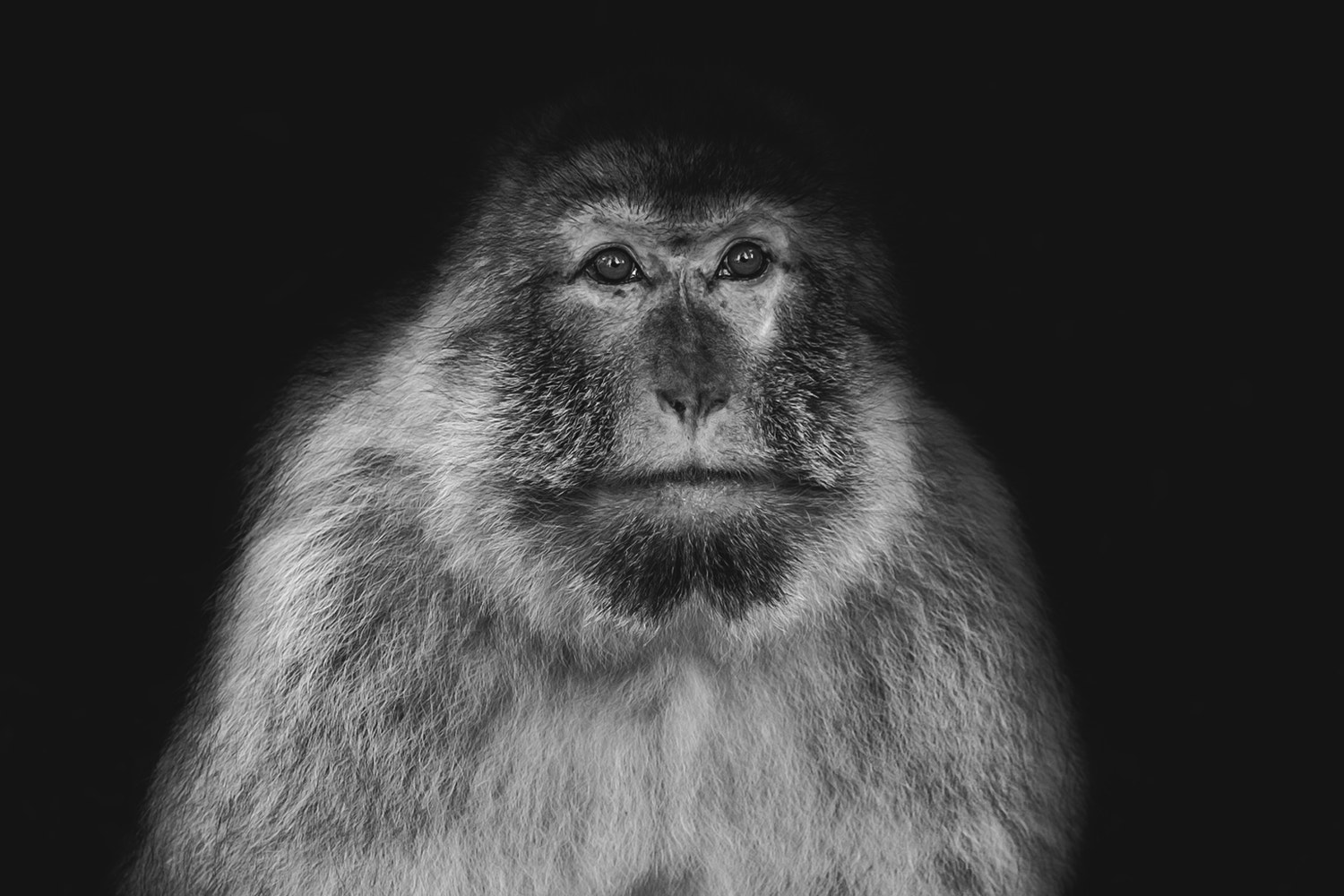 Fujifilm X-Pro1 + Fujifilm XF 60mm F2.4 R Macro sample photo. Monkey photography