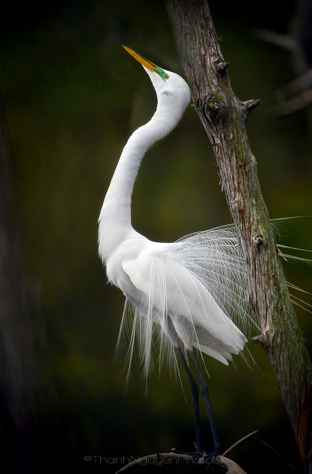 Nikon D800 + Nikon AF-S Nikkor 600mm F4G ED VR sample photo. Copy photography