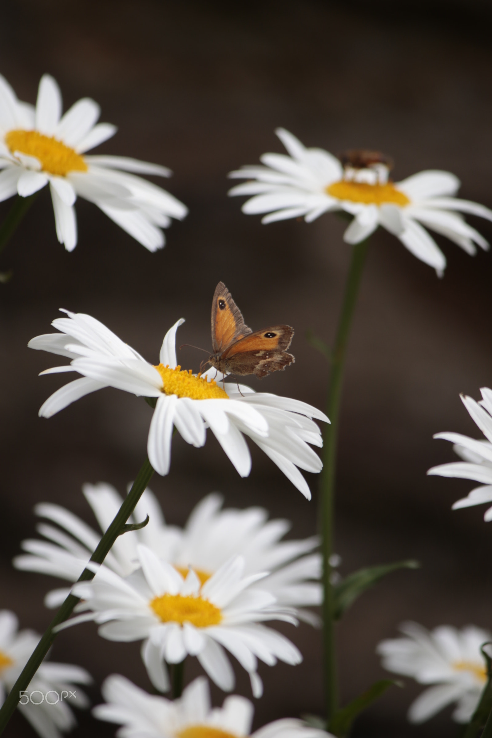 Canon EF-S 55-250mm F4-5.6 IS sample photo. The butterfly among the daisies photography