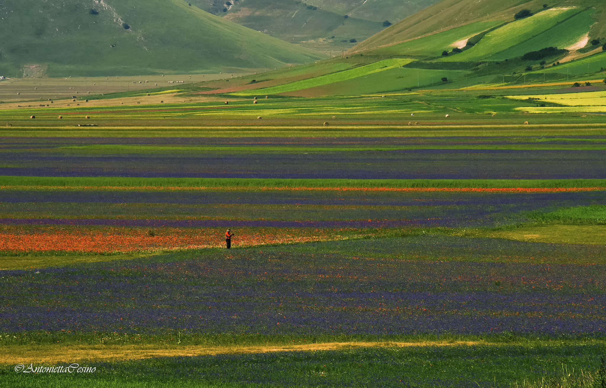 Sigma 18-250mm F3.5-6.3 DC OS HSM sample photo. Colore photography