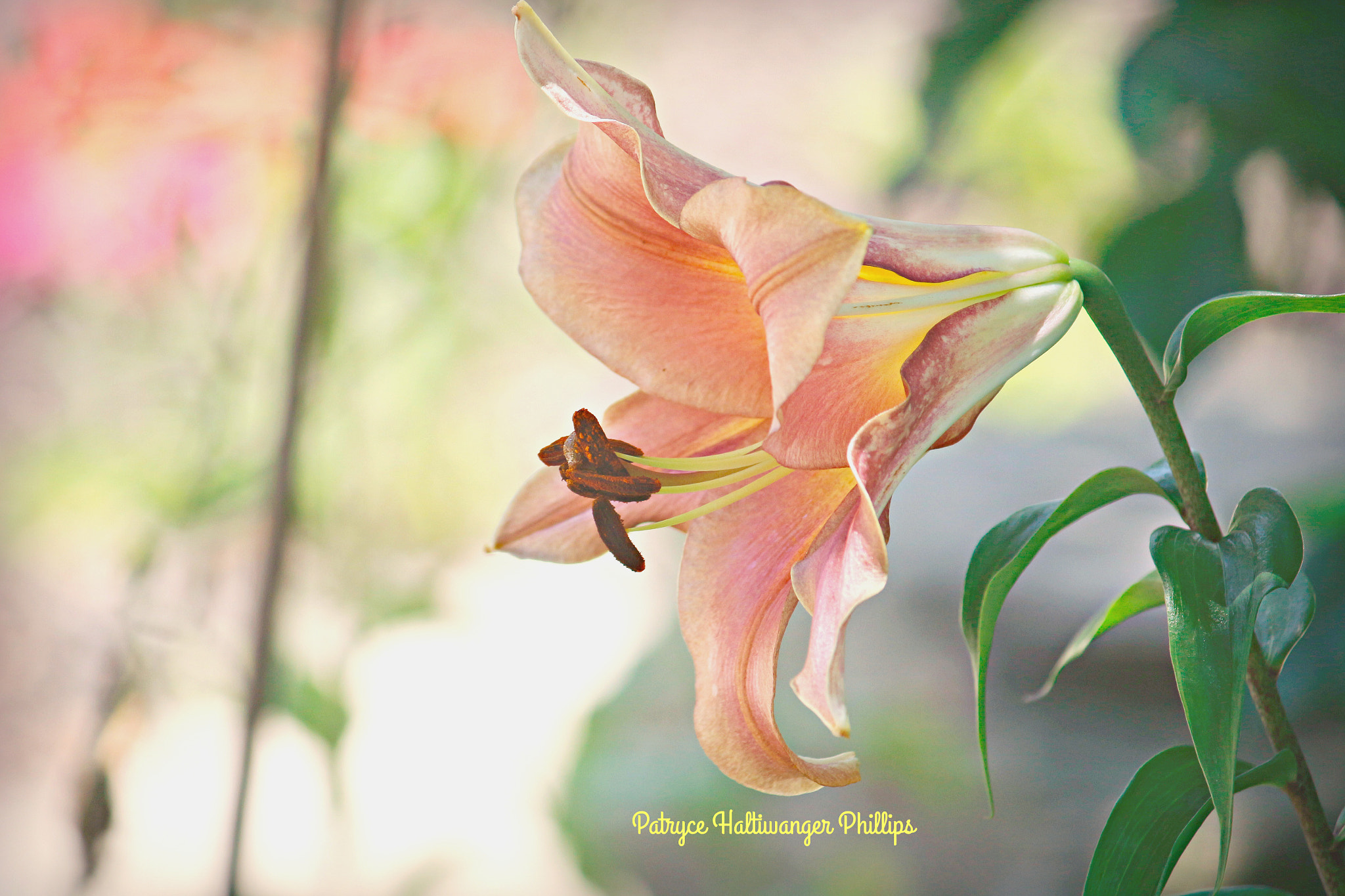 Canon EOS 100D (EOS Rebel SL1 / EOS Kiss X7) sample photo. Lillian photography