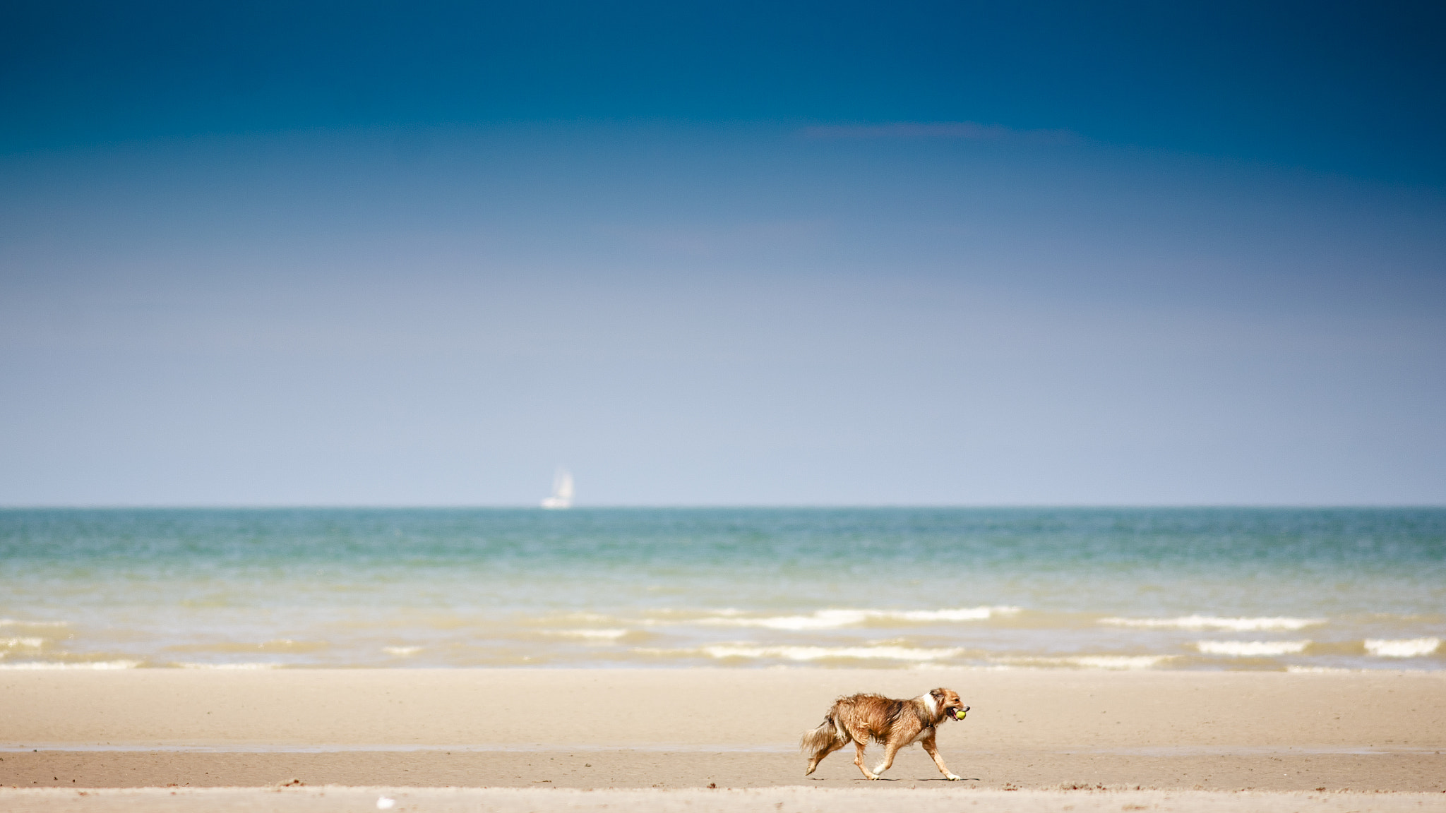 Canon EOS 5D + Canon EF 200mm F2.8L II USM sample photo. A dog and the world photography