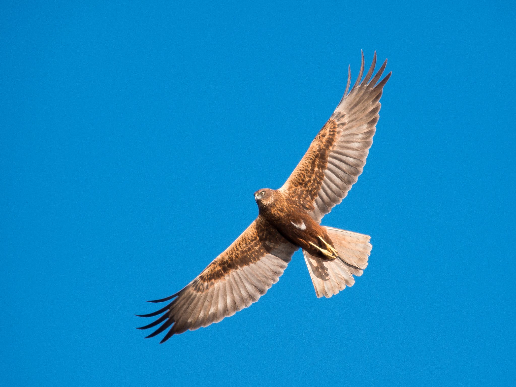 Olympus OM-D E-M1 + OLYMPUS 300mm Lens sample photo. Western marsh harrier photography