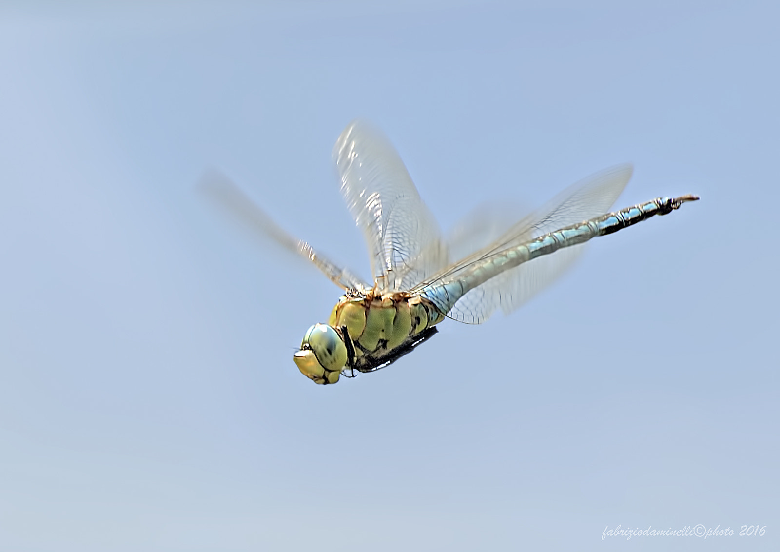 Canon EOS 7D Mark II + Tamron SP 70-300mm F4-5.6 Di VC USD sample photo. Anax imperator in fly photography