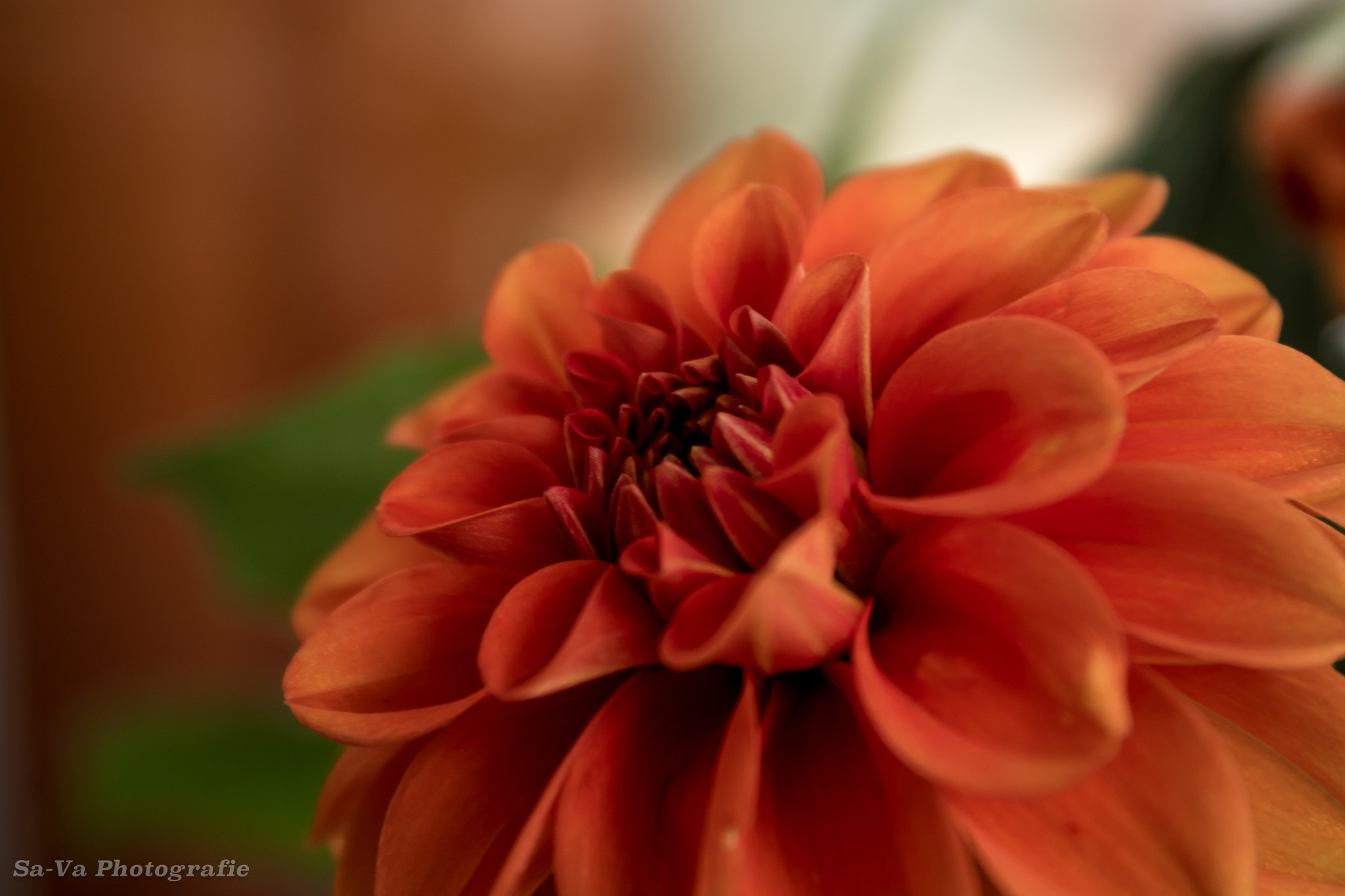 Canon EF-S 18-55mm F3.5-5.6 III sample photo. Flower of fire photography
