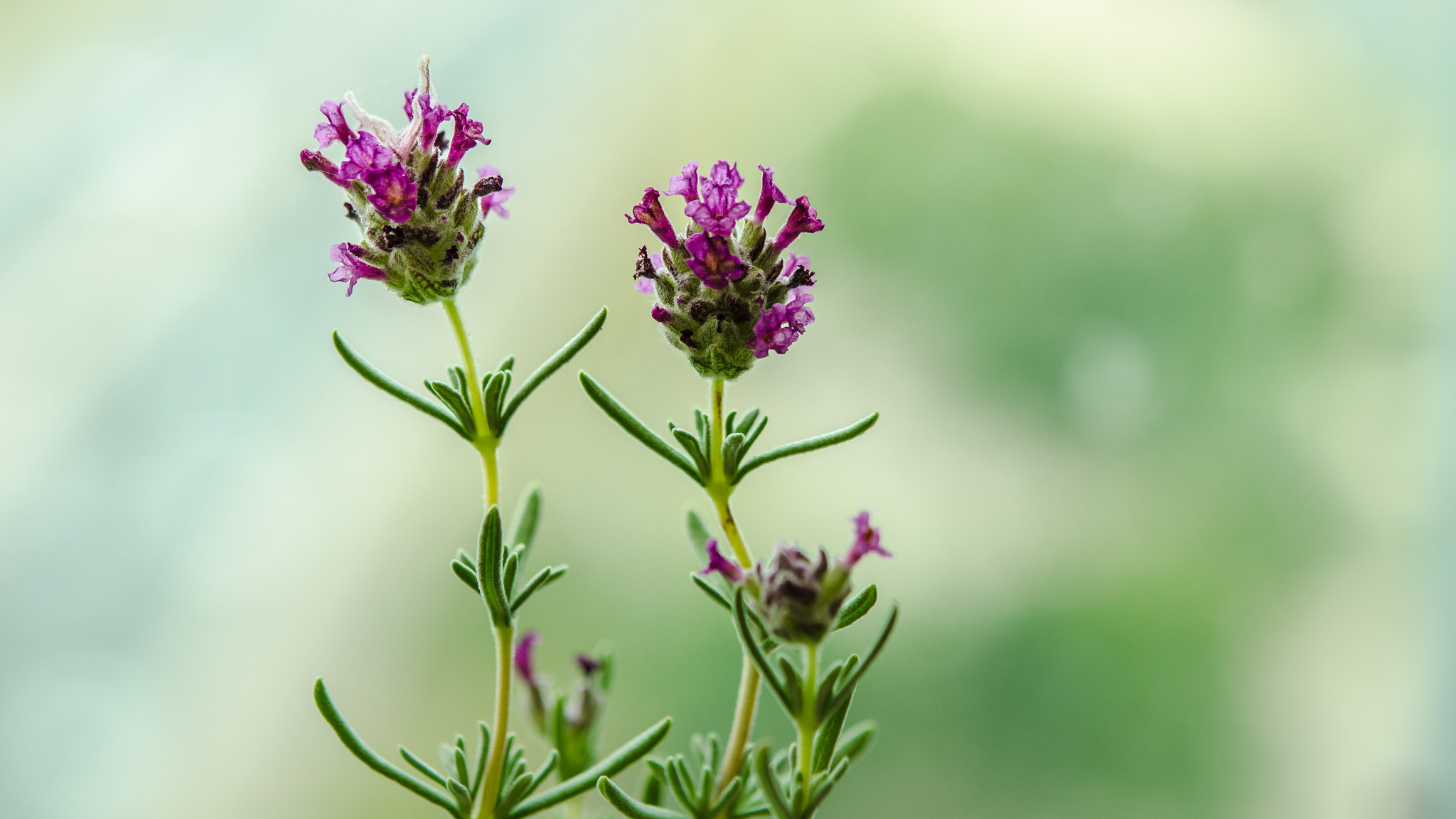Nikon AF-S Micro-Nikkor 60mm F2.8G ED sample photo. Another lavender plant... photography