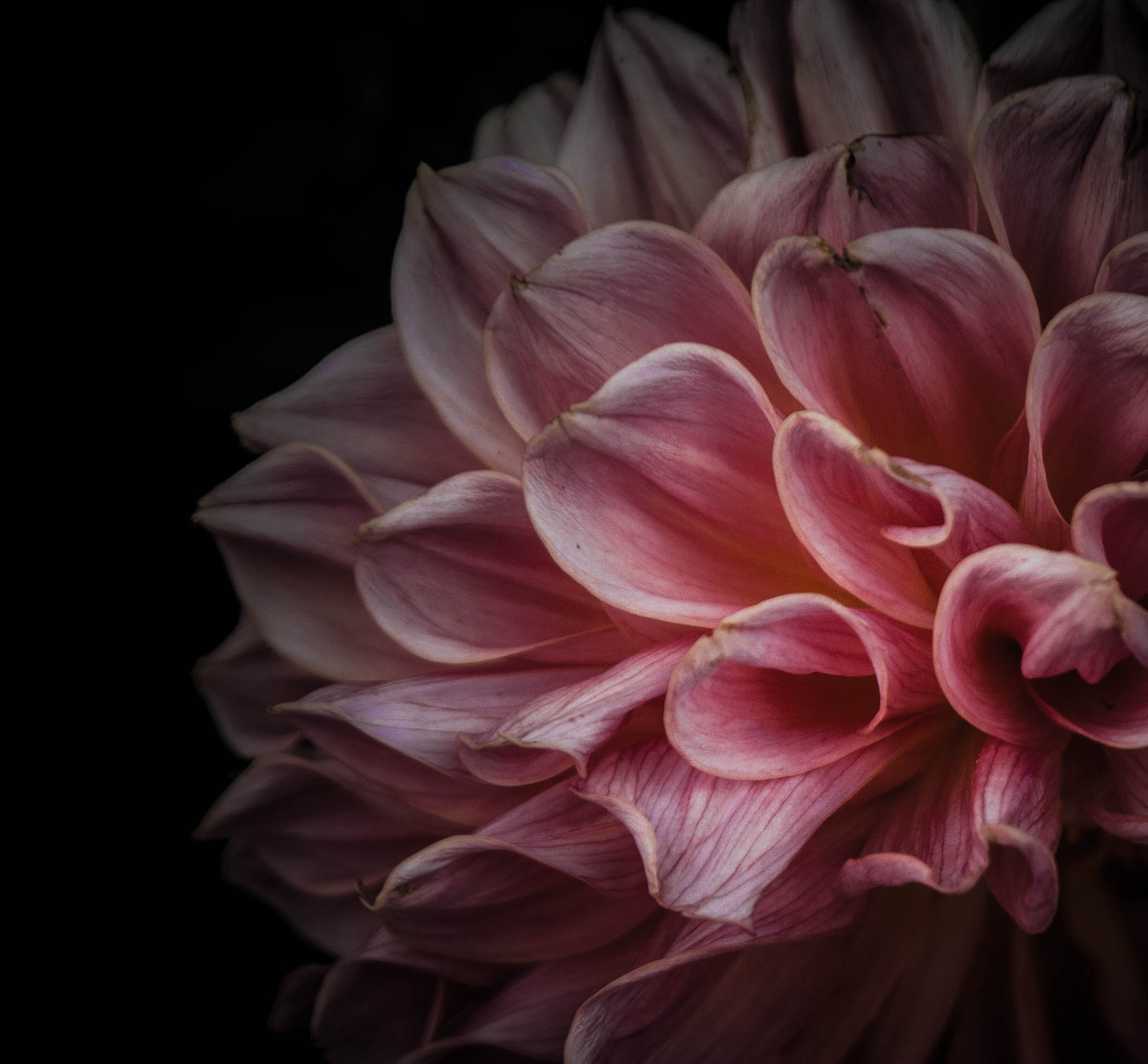 Nikon D200 sample photo. Rosita fresita photography