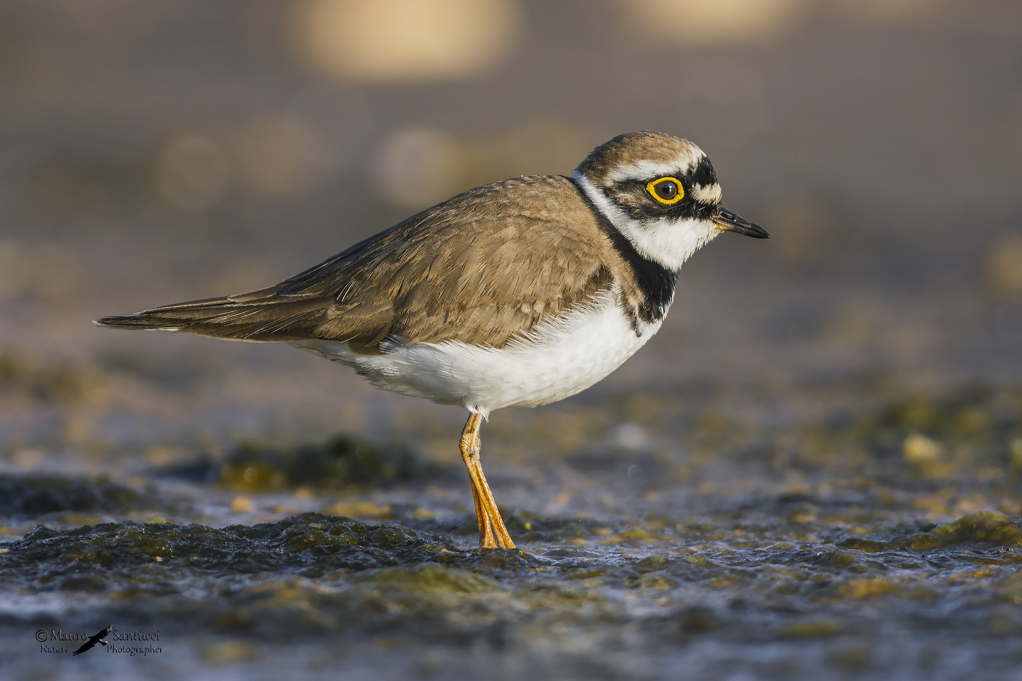 Nikon AF-S Nikkor 300mm F2.8G ED VR II sample photo. Corriere piccolo_charadrius dubius photography