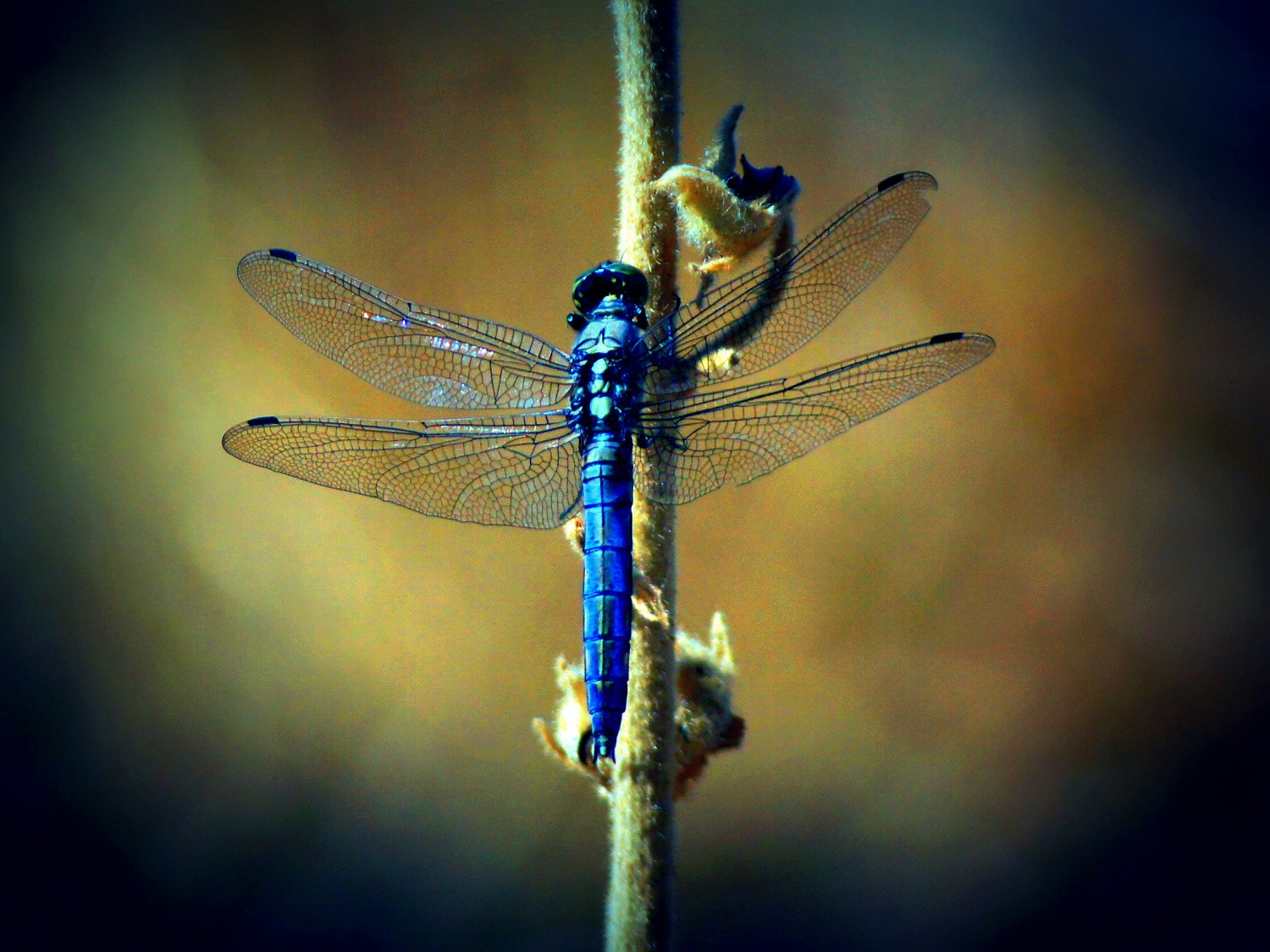 Sony DT 55-200mm F4-5.6 SAM sample photo. Dragonfly 2016 photography