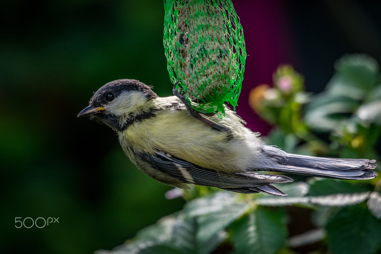 Sigma 50-500mm F4.5-6.3 DG OS HSM sample photo. Hanging tit  ;-) photography