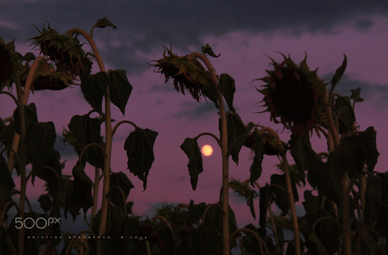 Canon EF-S 18-55mm F3.5-5.6 IS sample photo. But god... photography