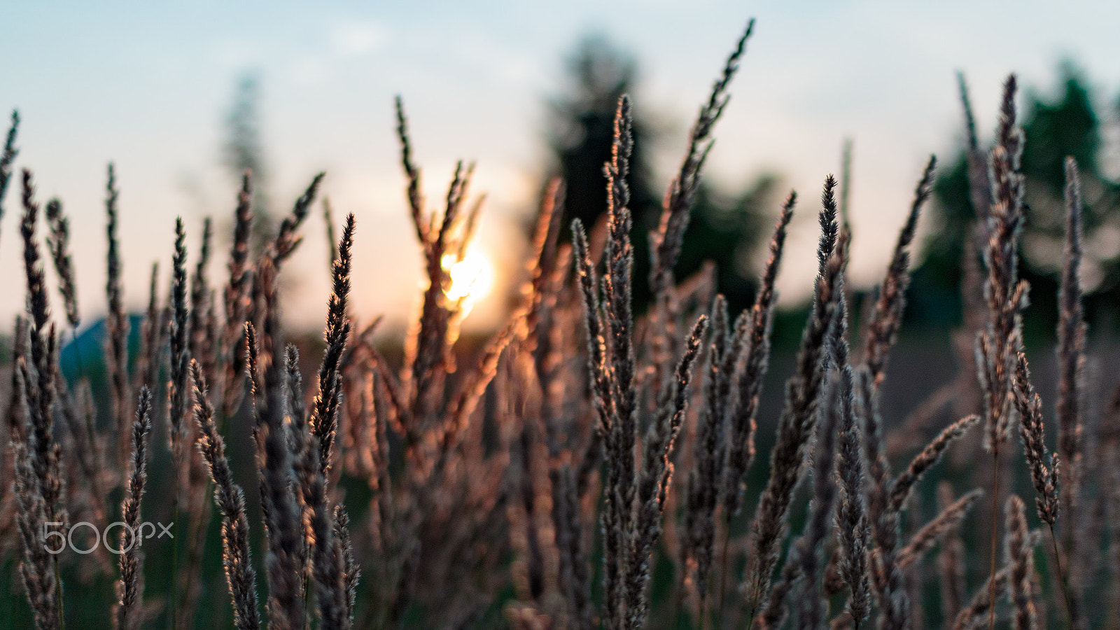 Canon EOS 70D + Sigma 30mm f/1.4 DC HSM sample photo. Wild grass against sunset photography