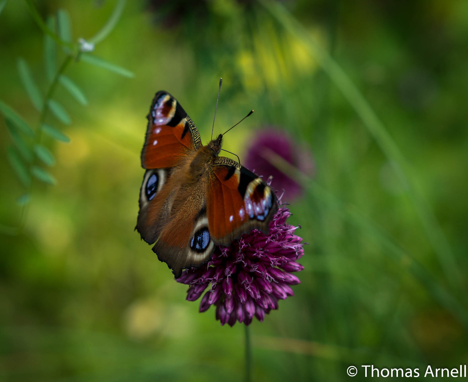 Sony SLT-A77 + Sony DT 50mm F1.8 SAM sample photo. Butterfly photography