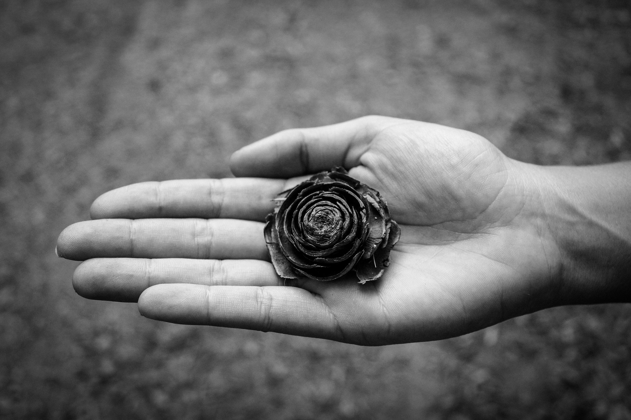 Canon EF-S 18-55mm F3.5-5.6 III sample photo. Rosa de madera photography