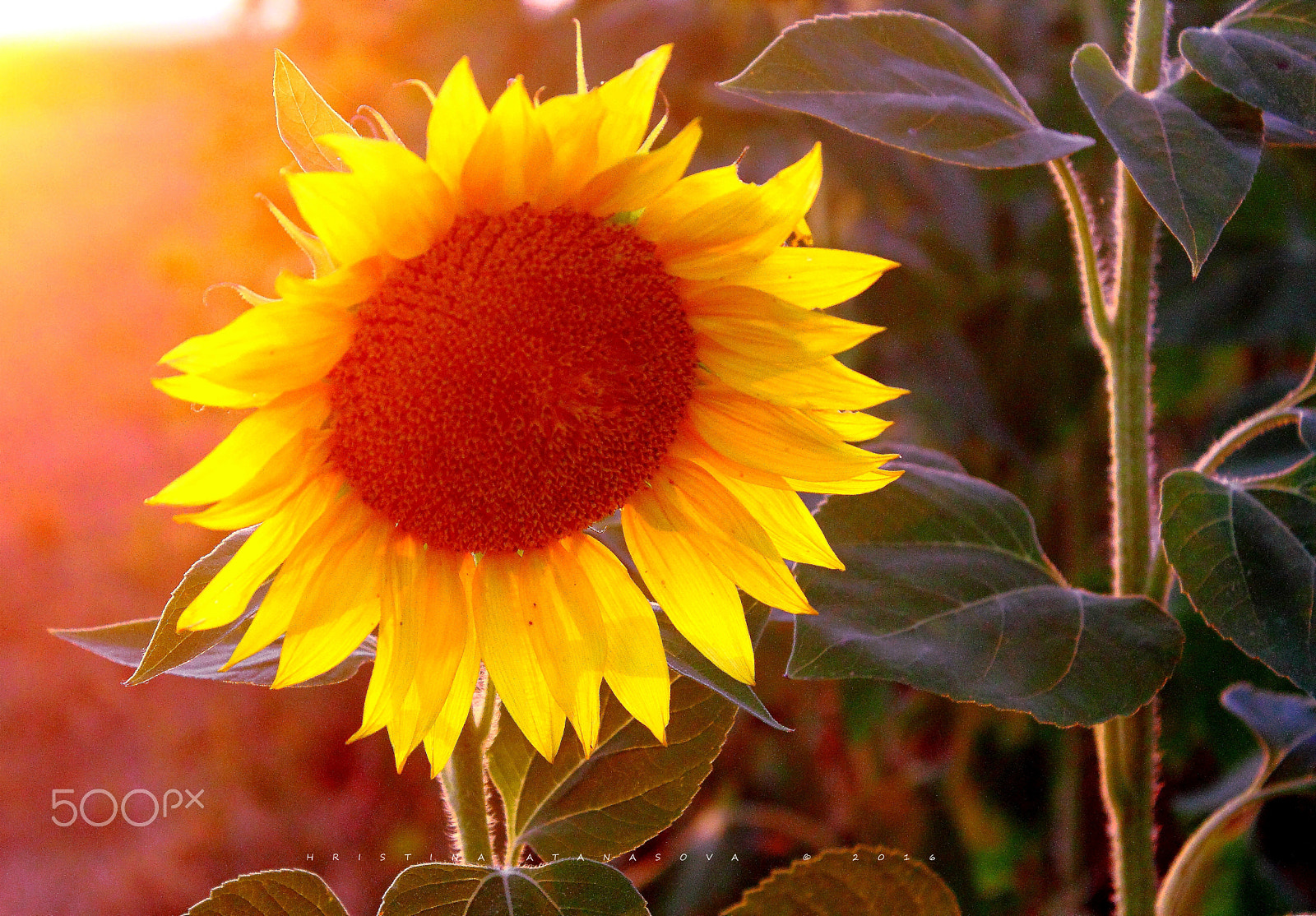 Canon EF-S 18-55mm F3.5-5.6 IS sample photo. Just sunflower... photography