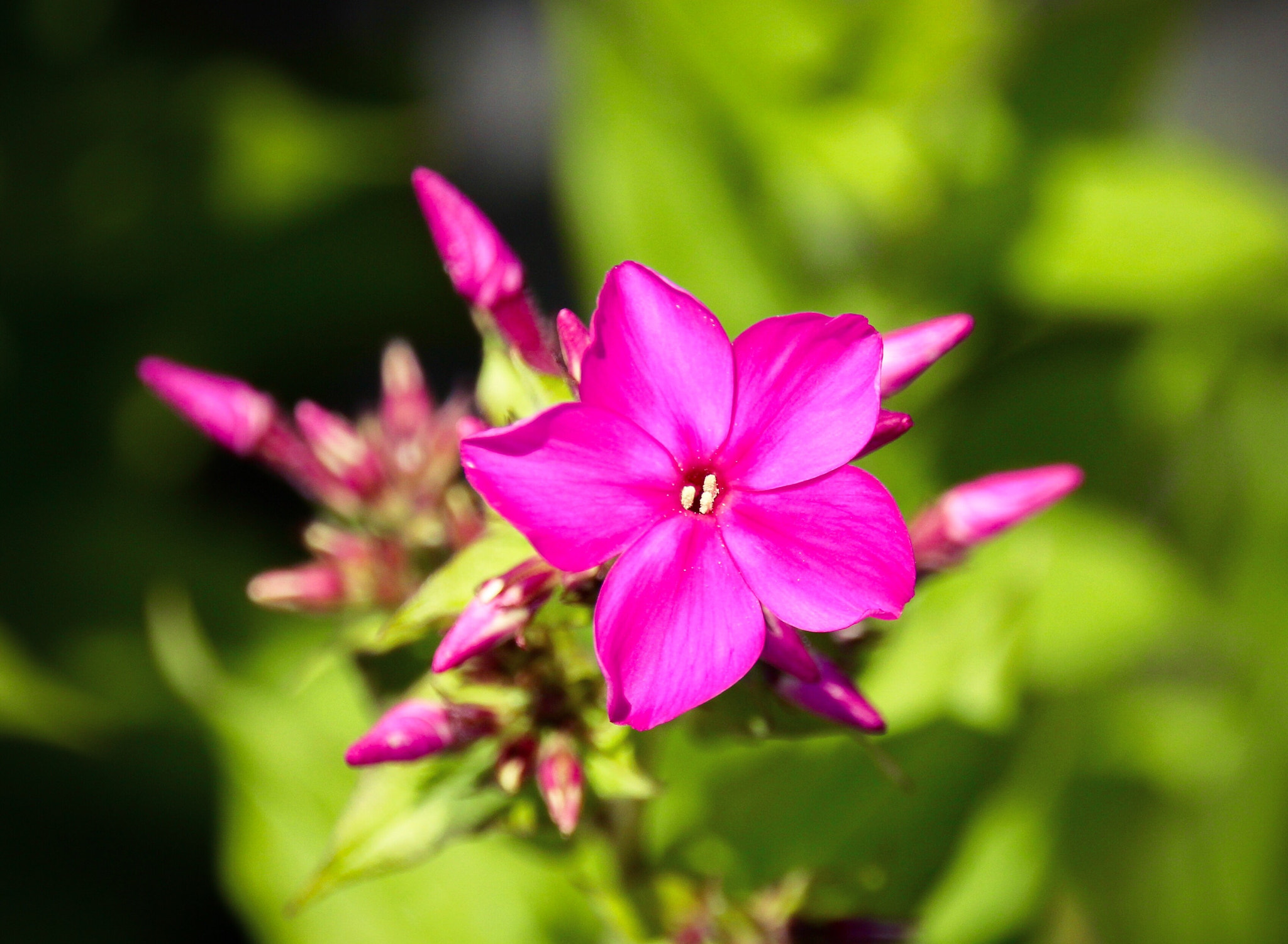 Canon EOS 550D (EOS Rebel T2i / EOS Kiss X4) + Canon 18-270mm sample photo. Outdoor flower in eastern passage photography