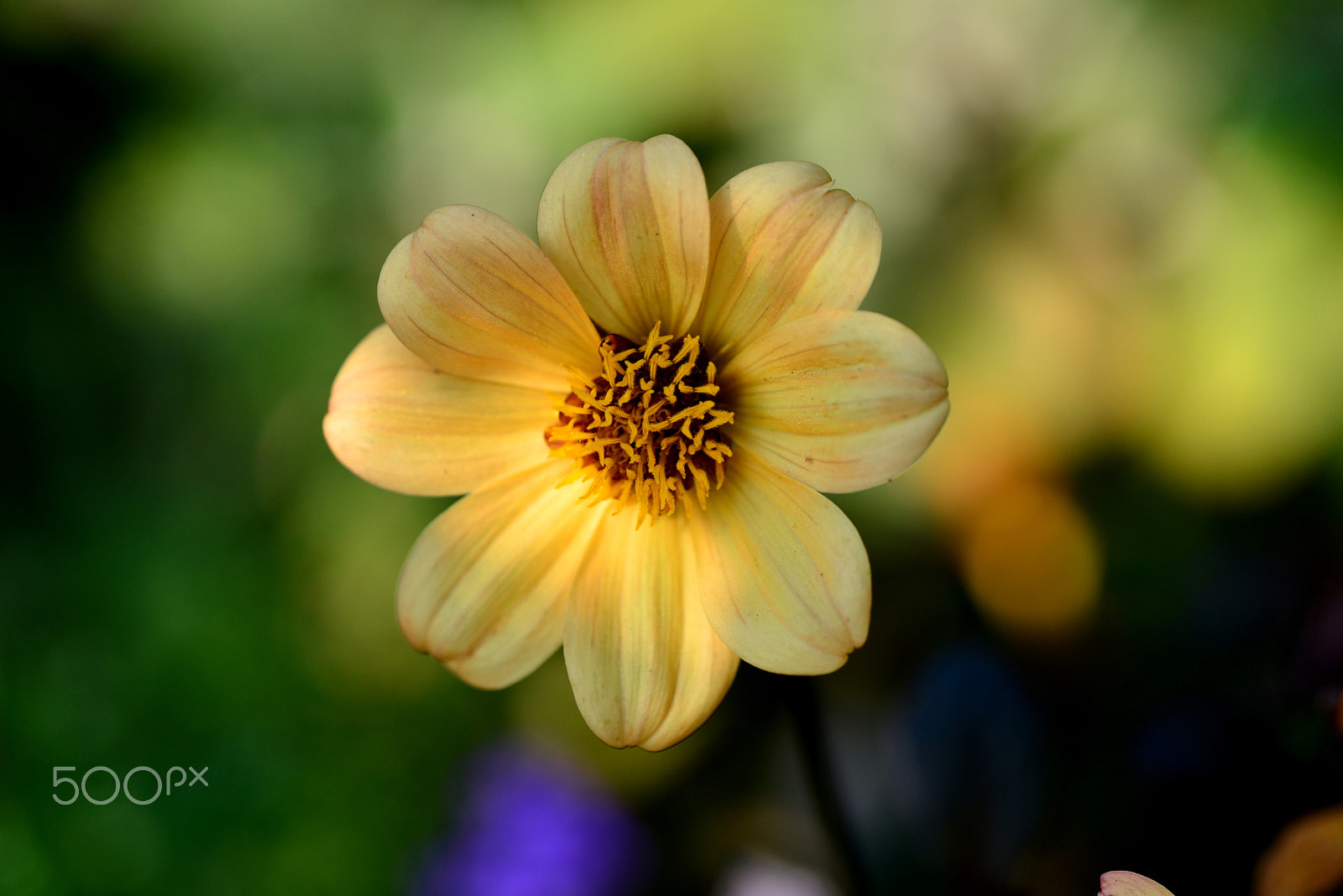 Nikon D600 sample photo. Sunlight through the leaves of trees. photography