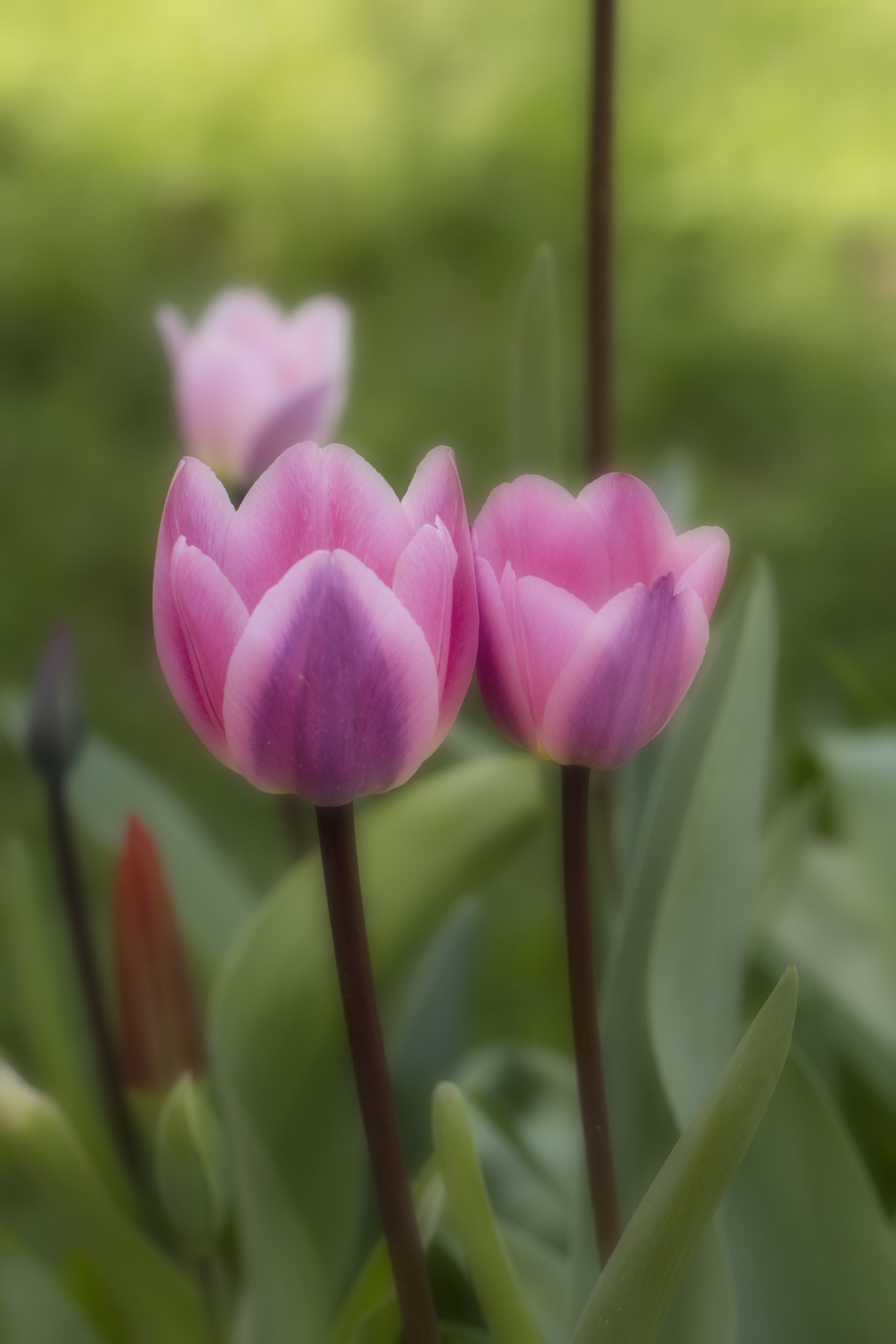 Canon EOS 5DS + Canon EF 100mm F2.8L Macro IS USM sample photo. Soft flower 1 photography